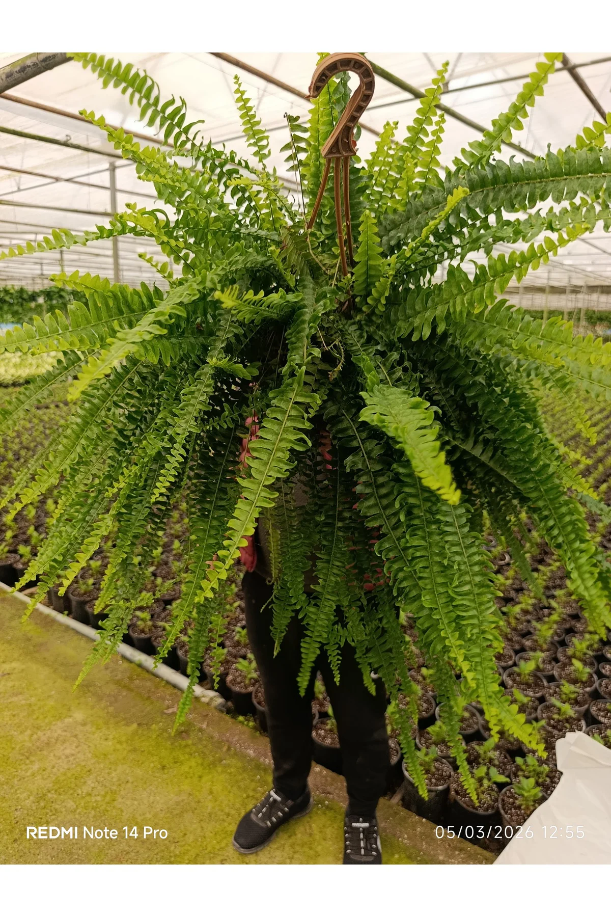 Dev Boy Aşk Merdiveni Çiçeği - 60-100 cm Dolgun İthal Askılı Bost
