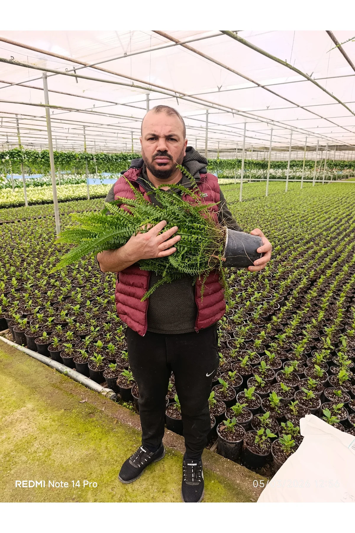 Dev Boy Aşk Merdiveni Çiçeği - 60-100 cm Dolgun İthal Askılı Bost