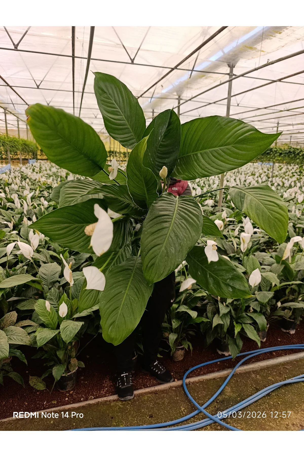 Dev Boy Barış Çiçeği Spathiphyllum Sensation - 100+ cm İthal Salo