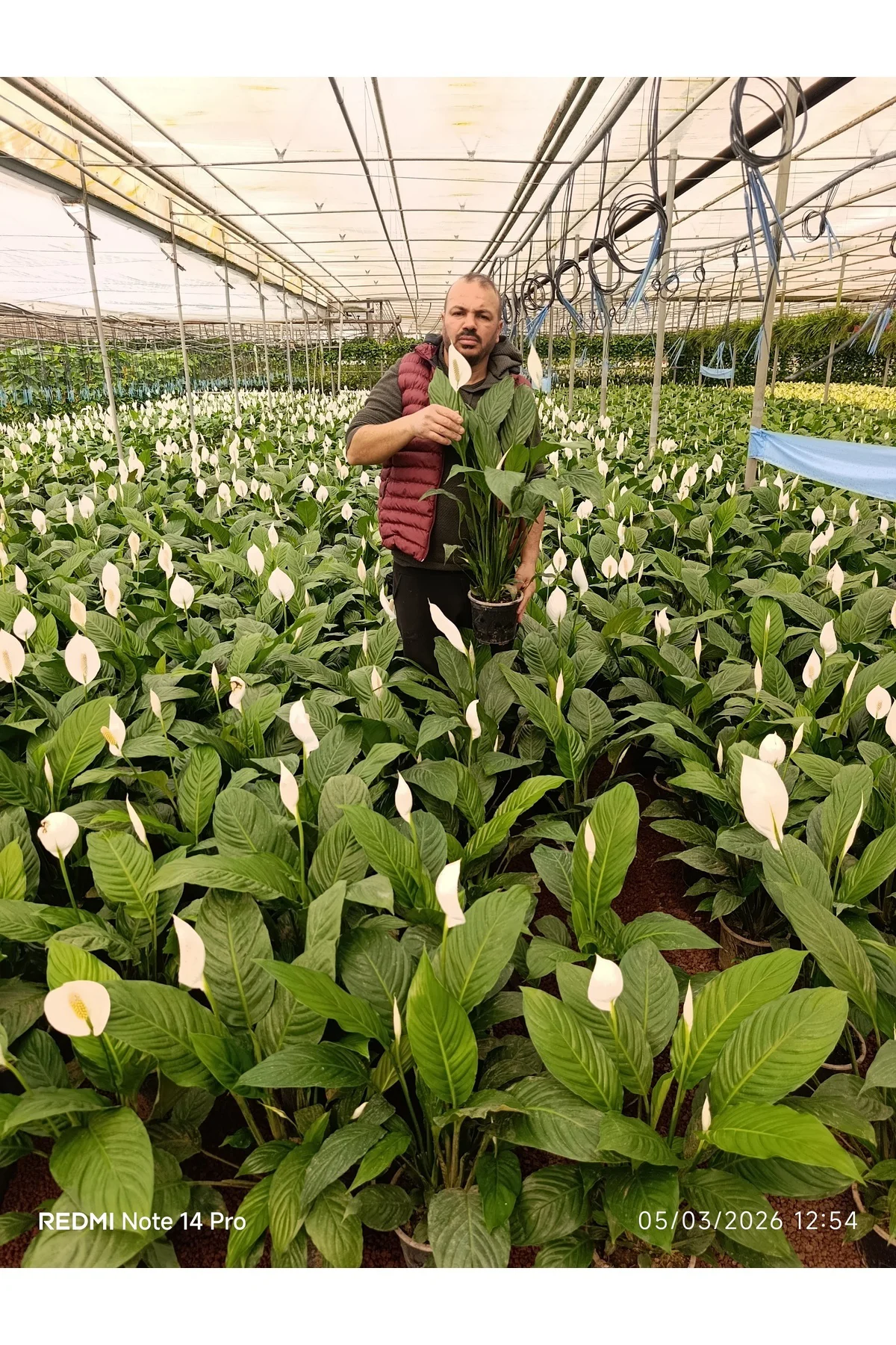 Dev Boy Barış Çiçeği 80-100 cm | İthal Spathiphyllum Yelken Çiçeğ