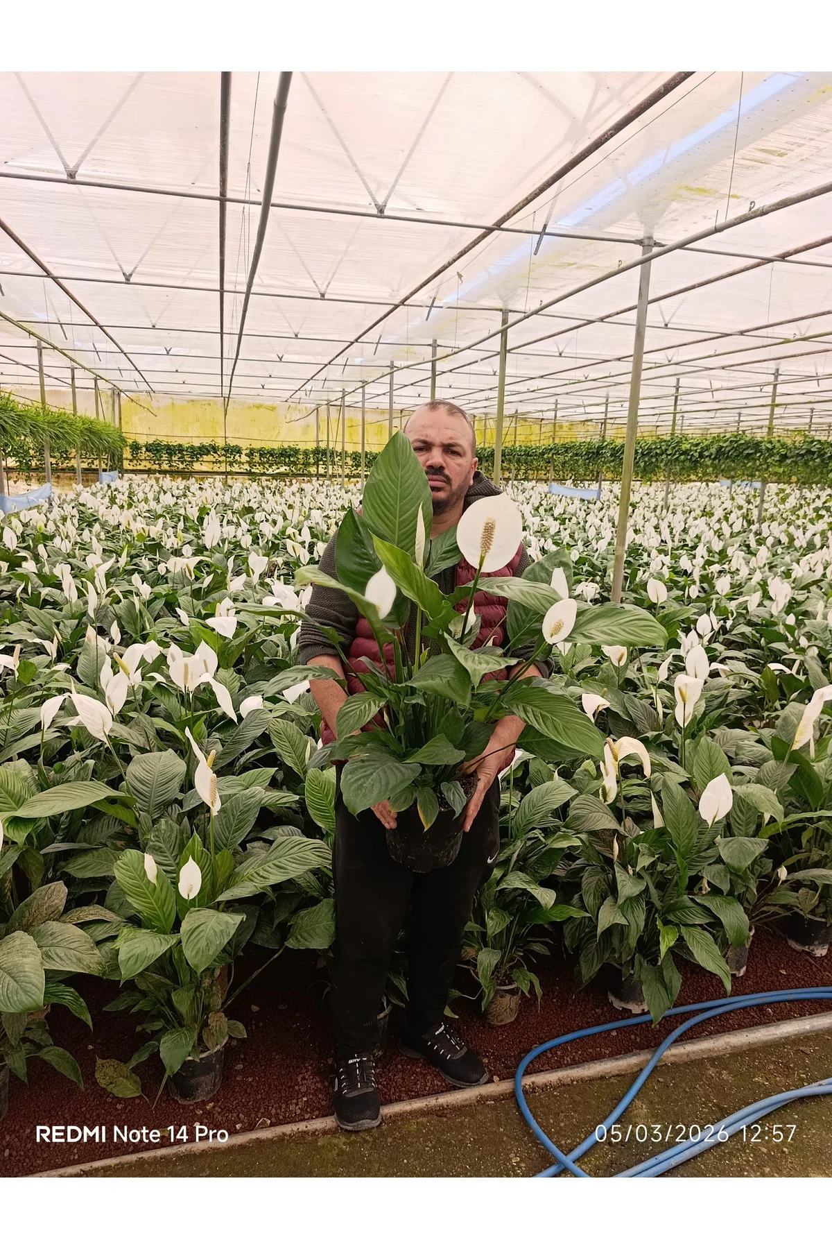 Dev Boy Barış Çiçeği Spathiphyllum Sensation - 100+ cm İthal Salo