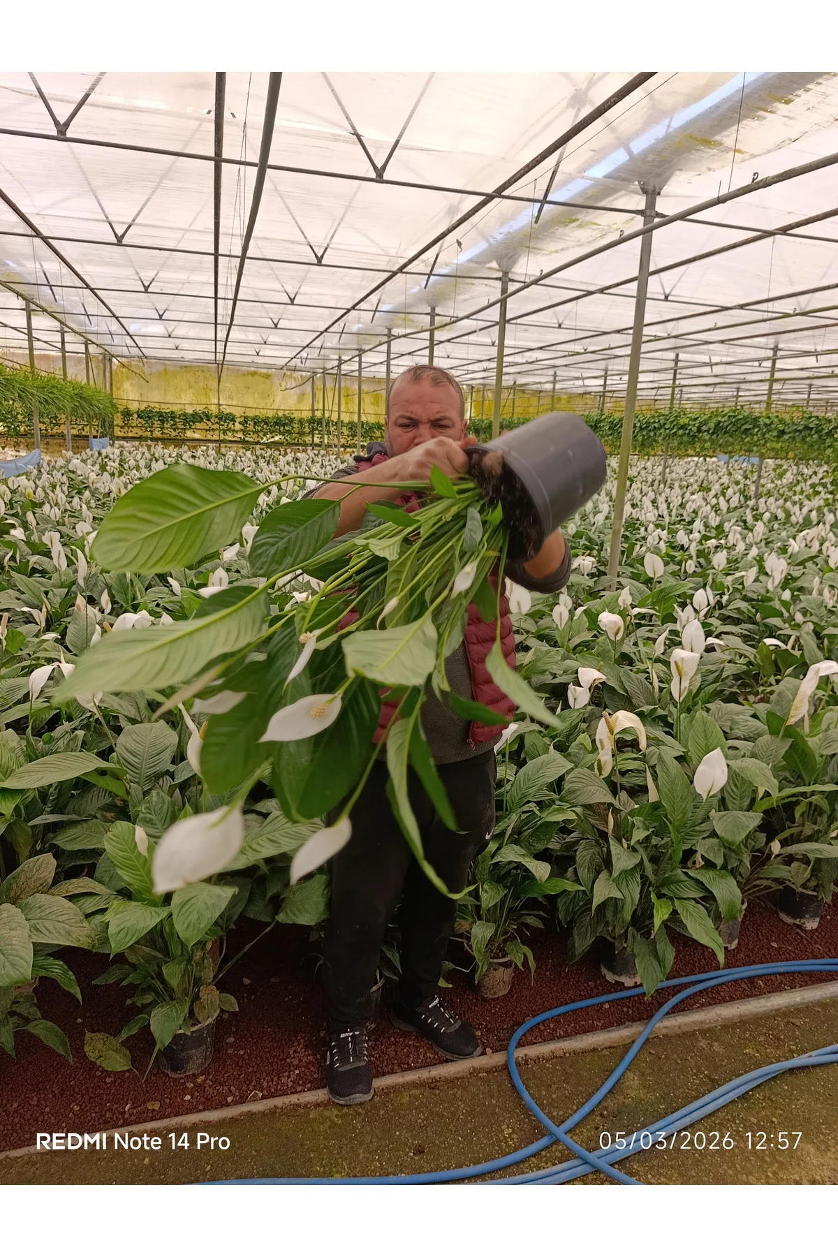 Dev Boy Barış Çiçeği Spathiphyllum Sensation - 100+ cm İthal Salo