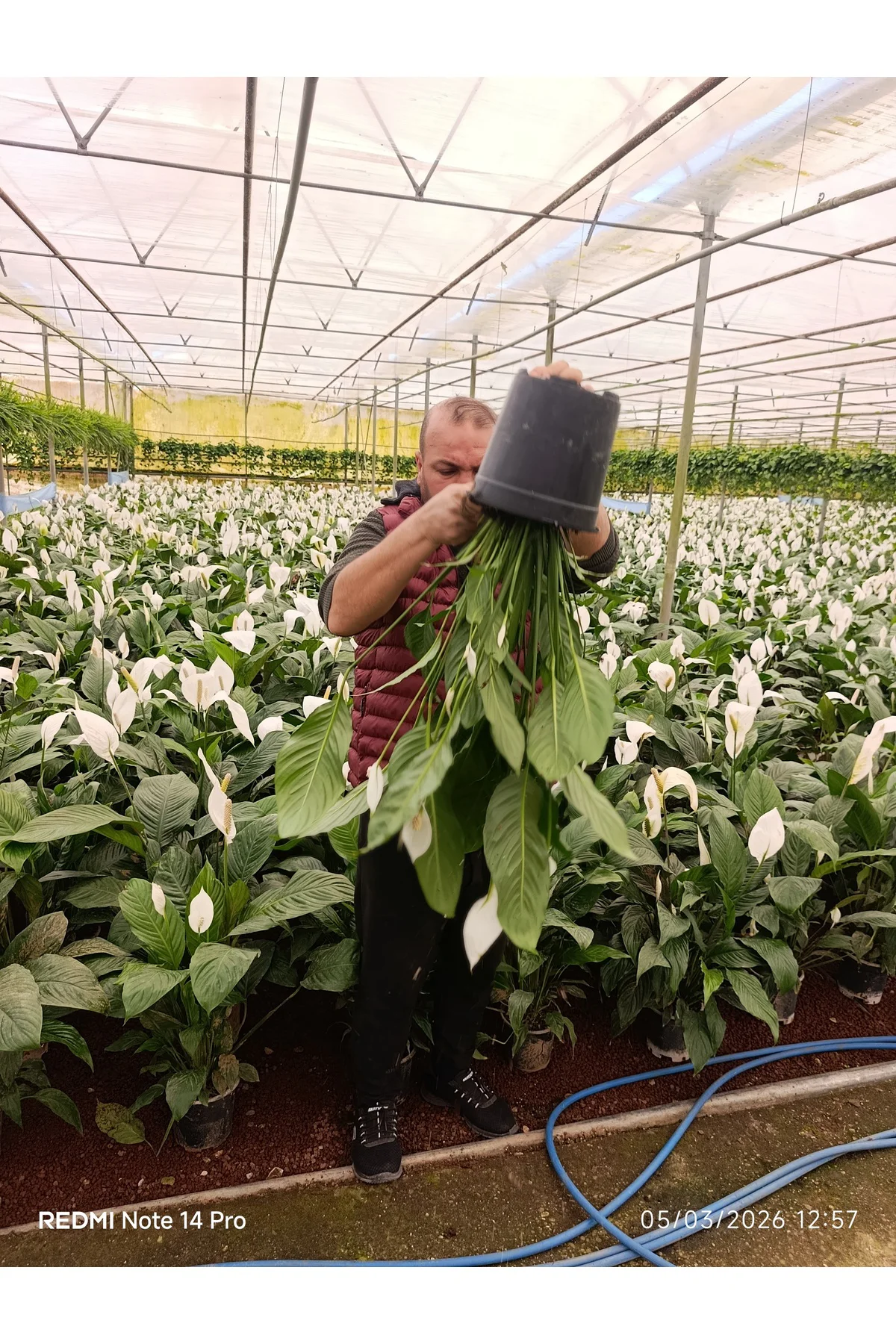 Dev Boy Barış Çiçeği Spathiphyllum Sensation - 100+ cm İthal Salo