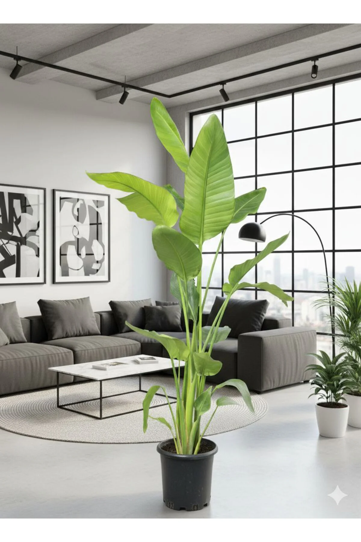 Dev Cennet Kuşu Starliçe 3 Köklü 200 - 250 cm