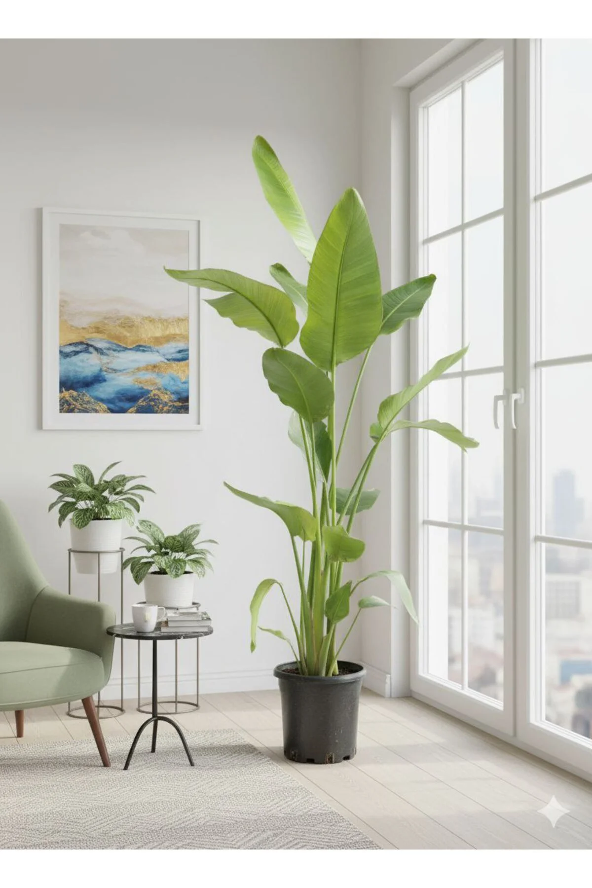 Dev Cennet Kuşu Starliçe 3 Köklü 200 - 250 cm