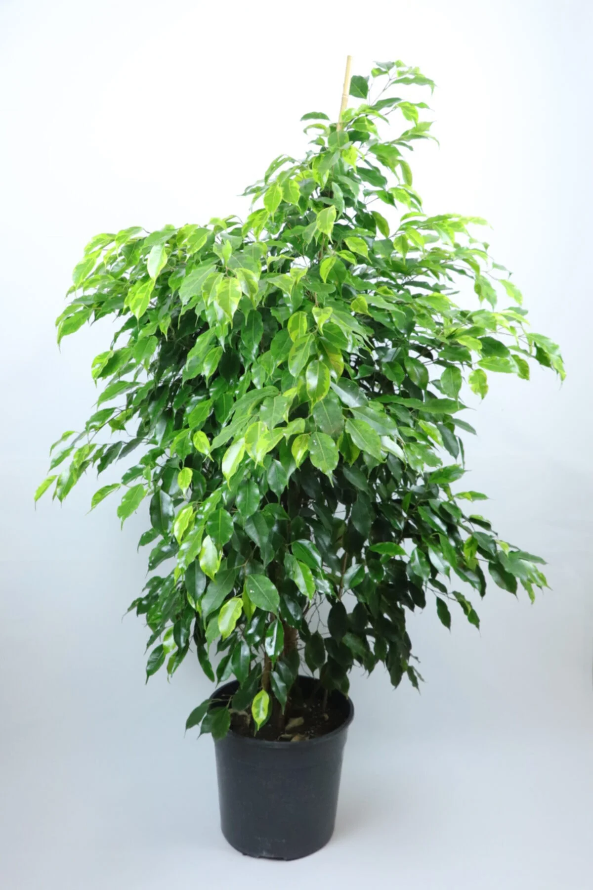 Dev Ficus Benjamin Dev Ficus Benjamin