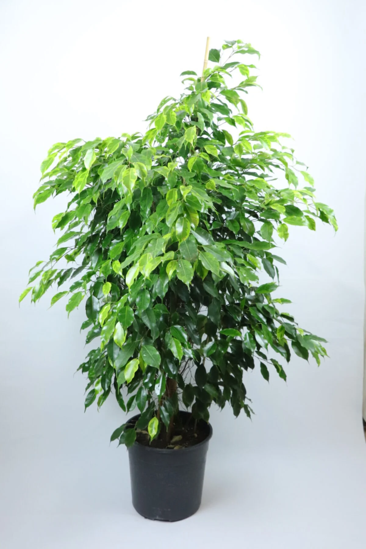Dev Ficus Benjamin Dev Ficus Benjamin - Görsel 2