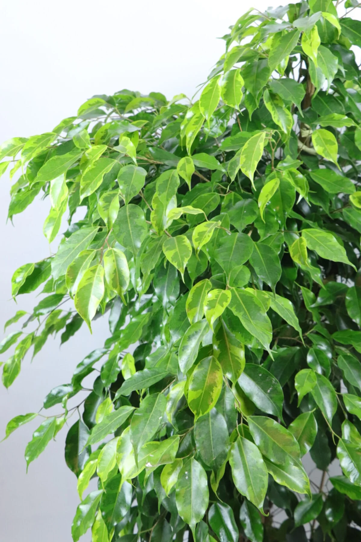 Dev Ficus Benjamin Dev Ficus Benjamin - Görsel 3