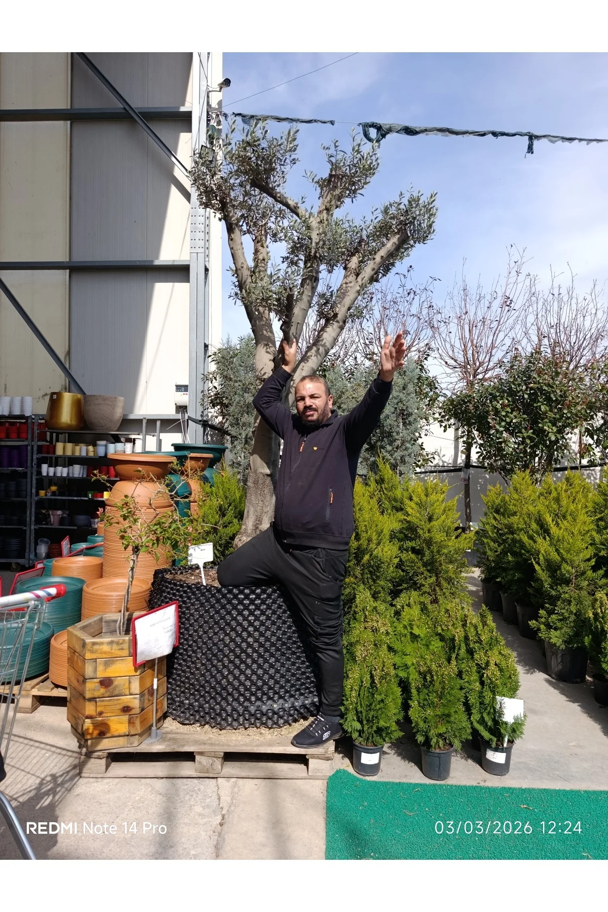 Dev Gövdeli Saksılı Zeytin Ağacı – Peyzajlık Olgun Zeytin Fidanı 
