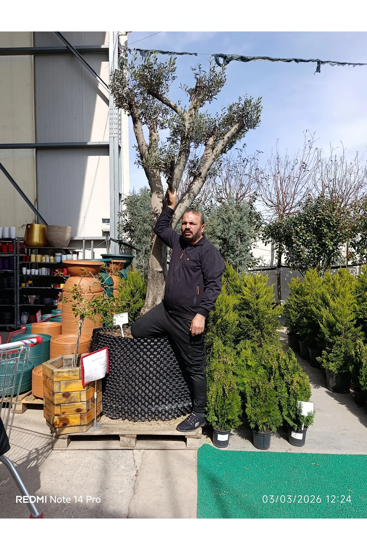 Dev Gövdeli Saksılı Zeytin Ağacı – Peyzajlık Olgun Zeytin Fidanı 