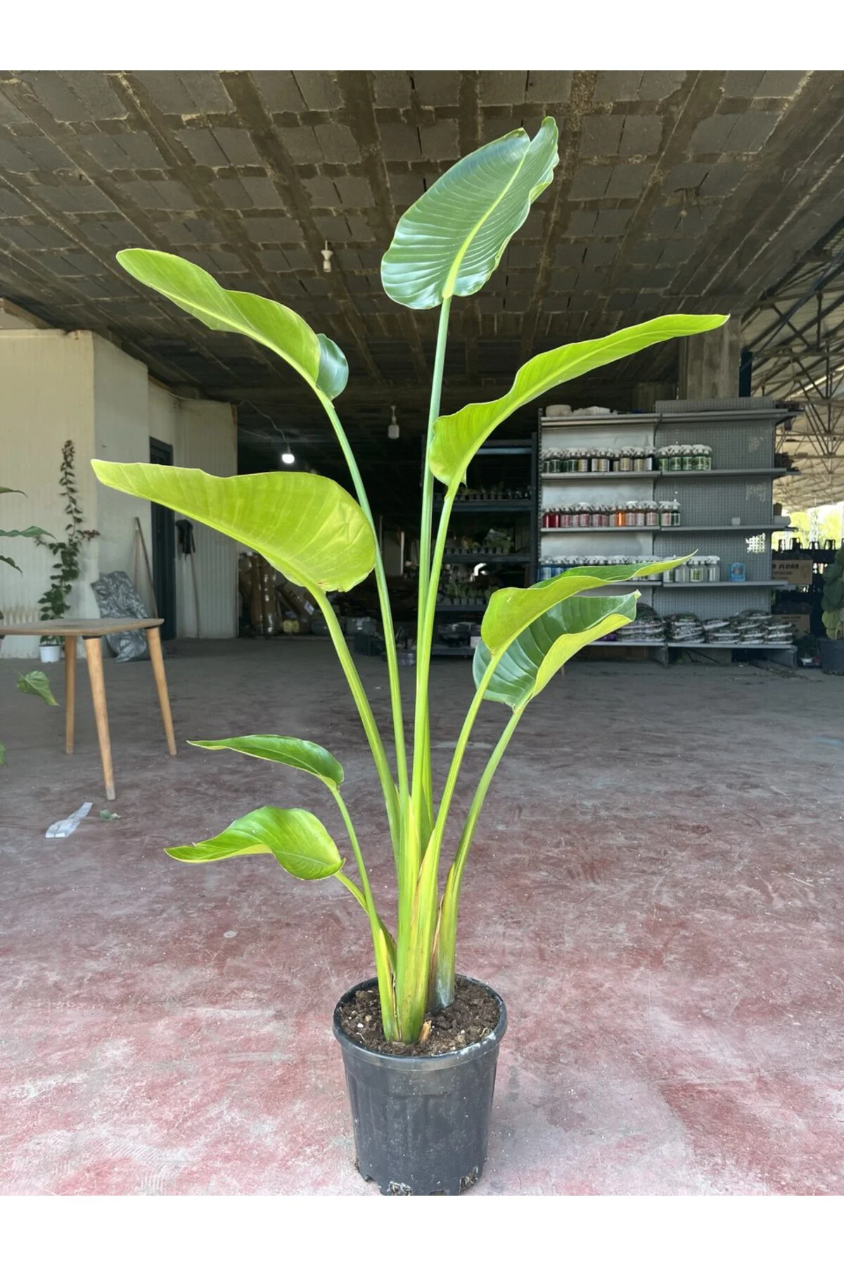 Dev Starliçe (Beyaz Cennet Kuşu Çiçeği) 2 Köklü Strelitzia Nicola Dev Starliçe (Beyaz Cennet Kuşu Çiçeği) 2 Köklü Strelitzia Nicola