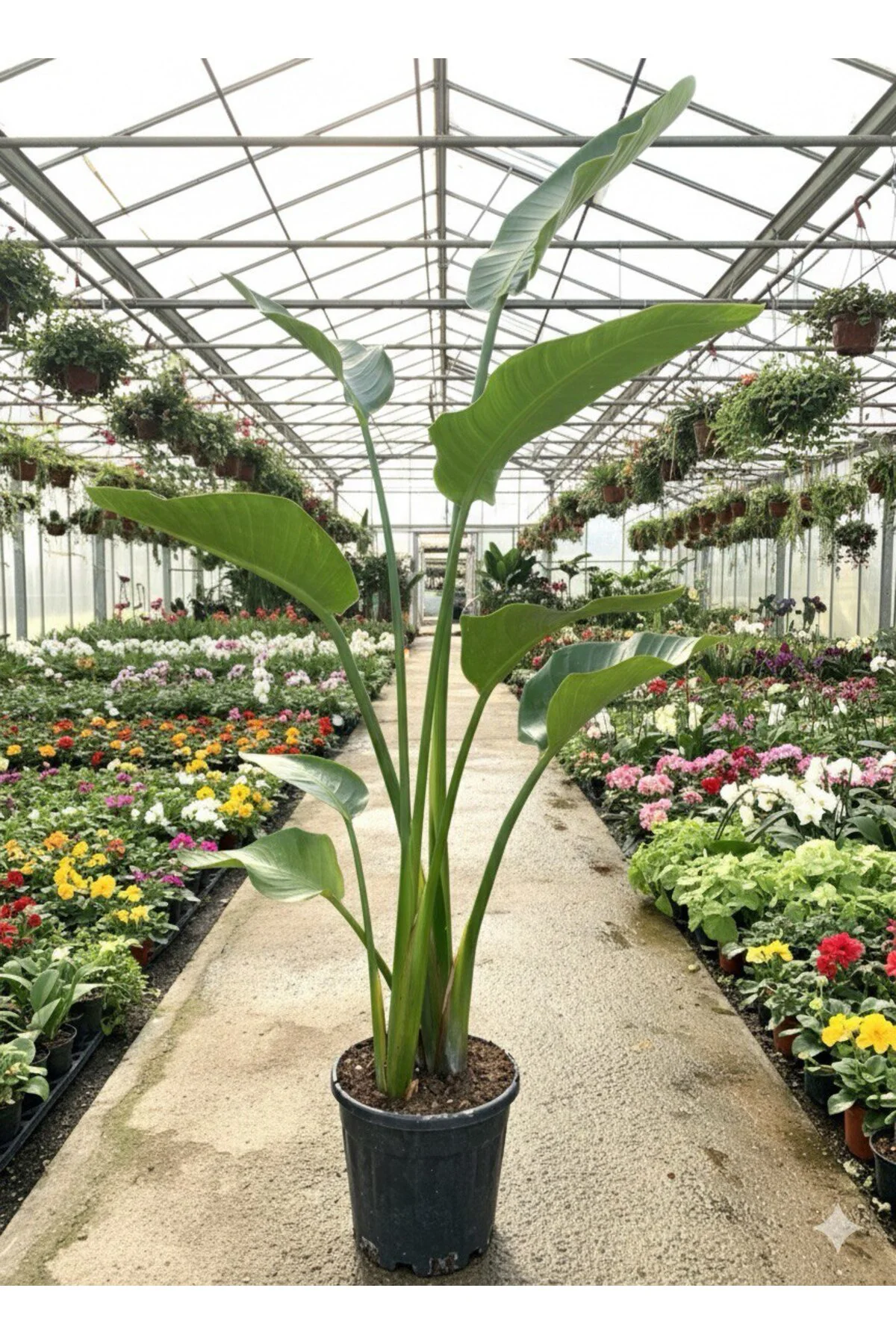 Dev Starliçe (Beyaz Cennet Kuşu Çiçeği) 2 Köklü Strelitzia Nicola Dev Starliçe (Beyaz Cennet Kuşu Çiçeği) 2 Köklü Strelitzia Nicola