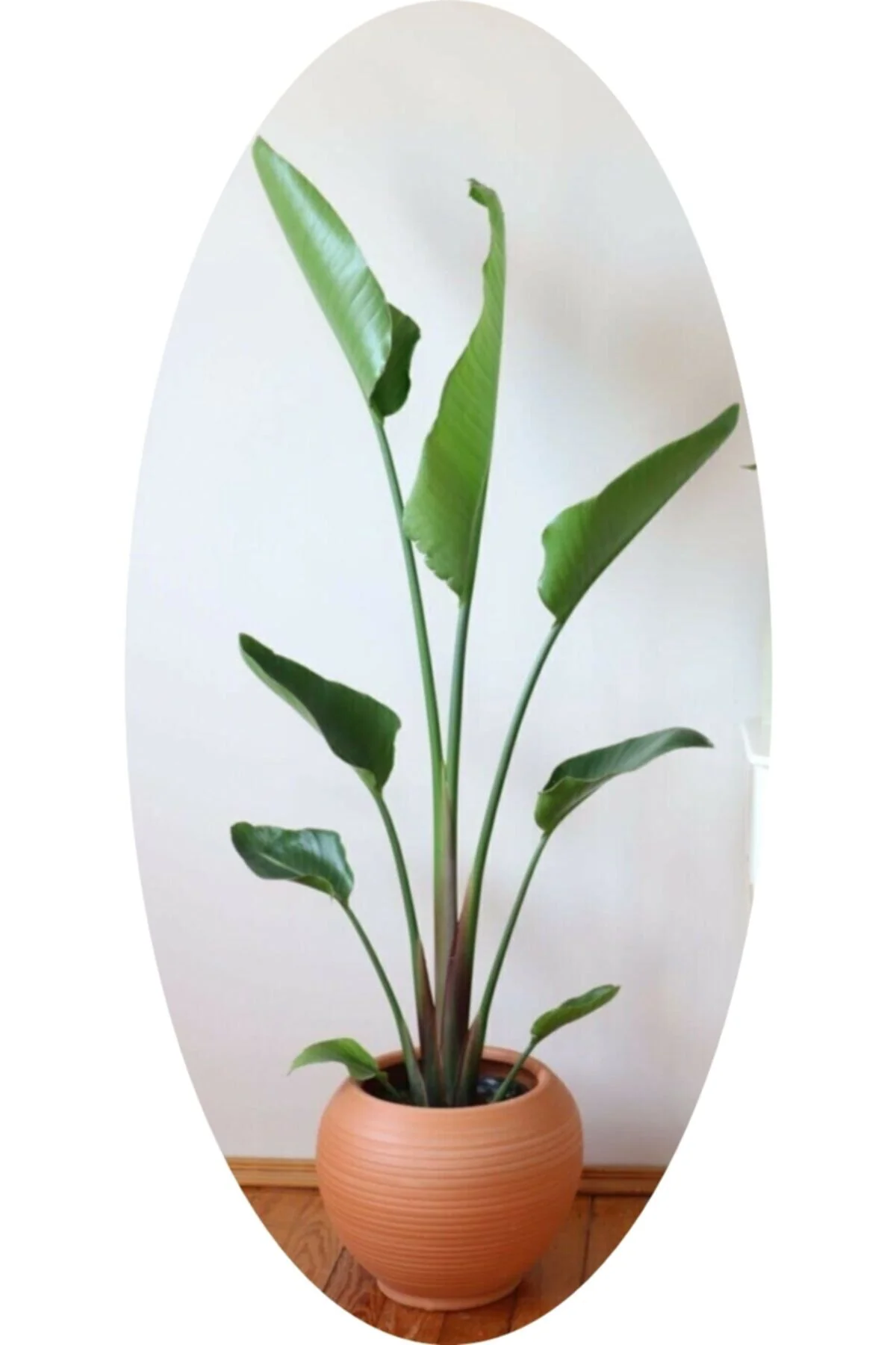 Dev Strelitzia Reginae/ Starliçe 150-180 Cm