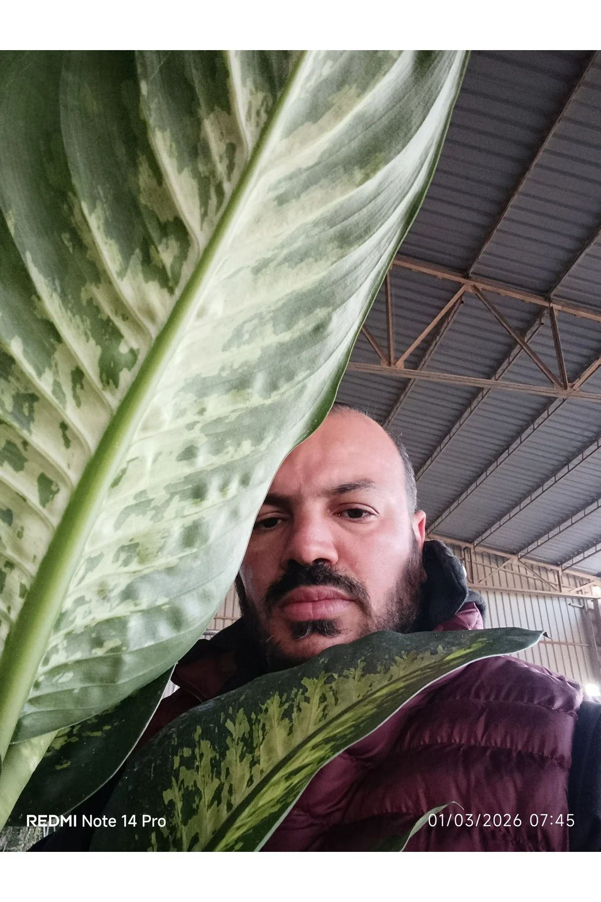 Dev Yapraklı Difenbahya (Dieffenbachia Camilla) Salon Çiçeği 80-1