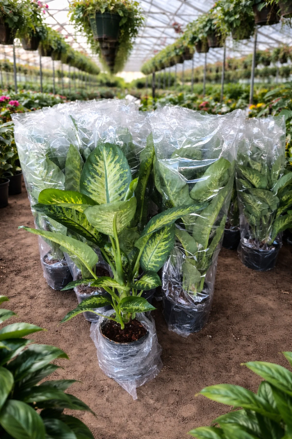 Dev Yapraklı Difenbahya (Dieffenbachia Camilla) Salon Çiçeği 80-1