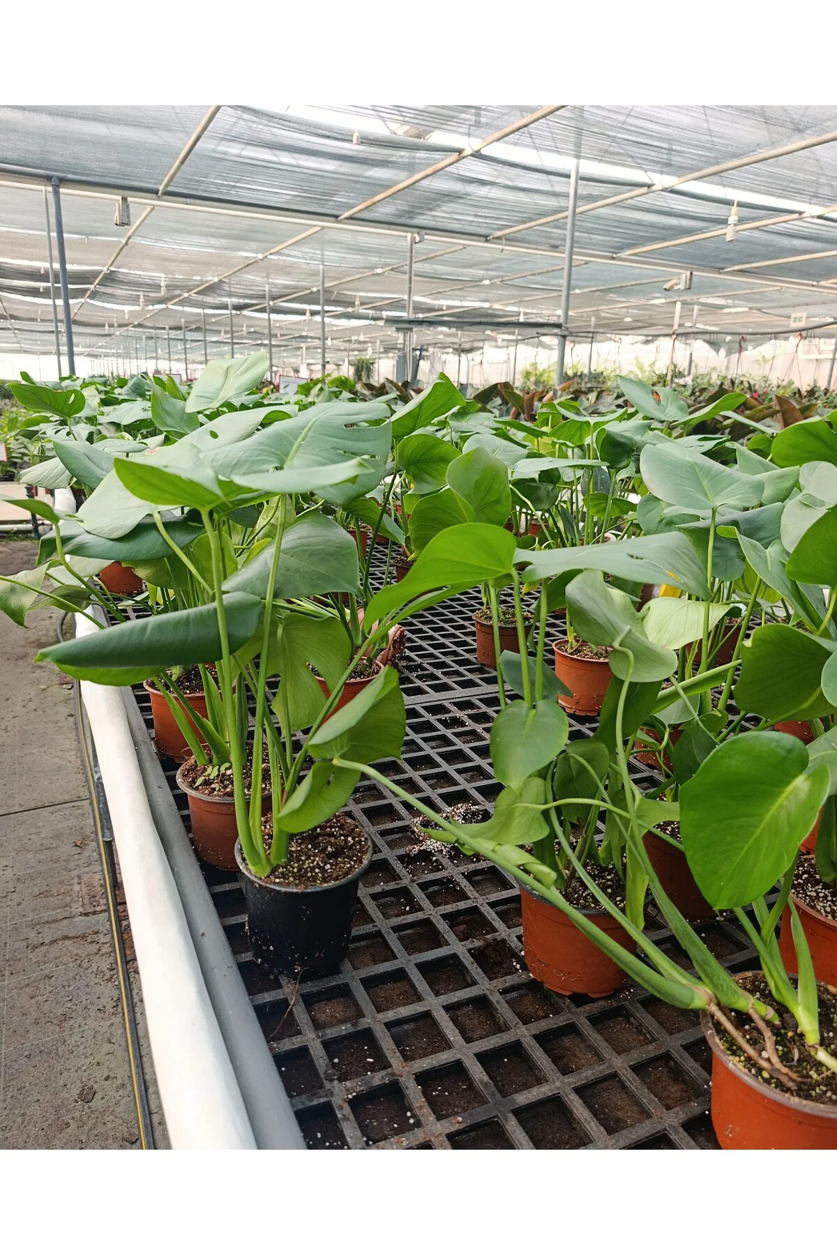 Dev Yapraklı Formlu İkili Deve Tabanı - Monstera Deliciosa Canlı 