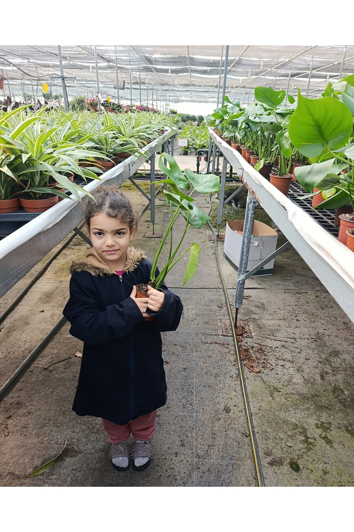 Dev Yapraklı Formlu İkili Deve Tabanı - Monstera Deliciosa Canlı 