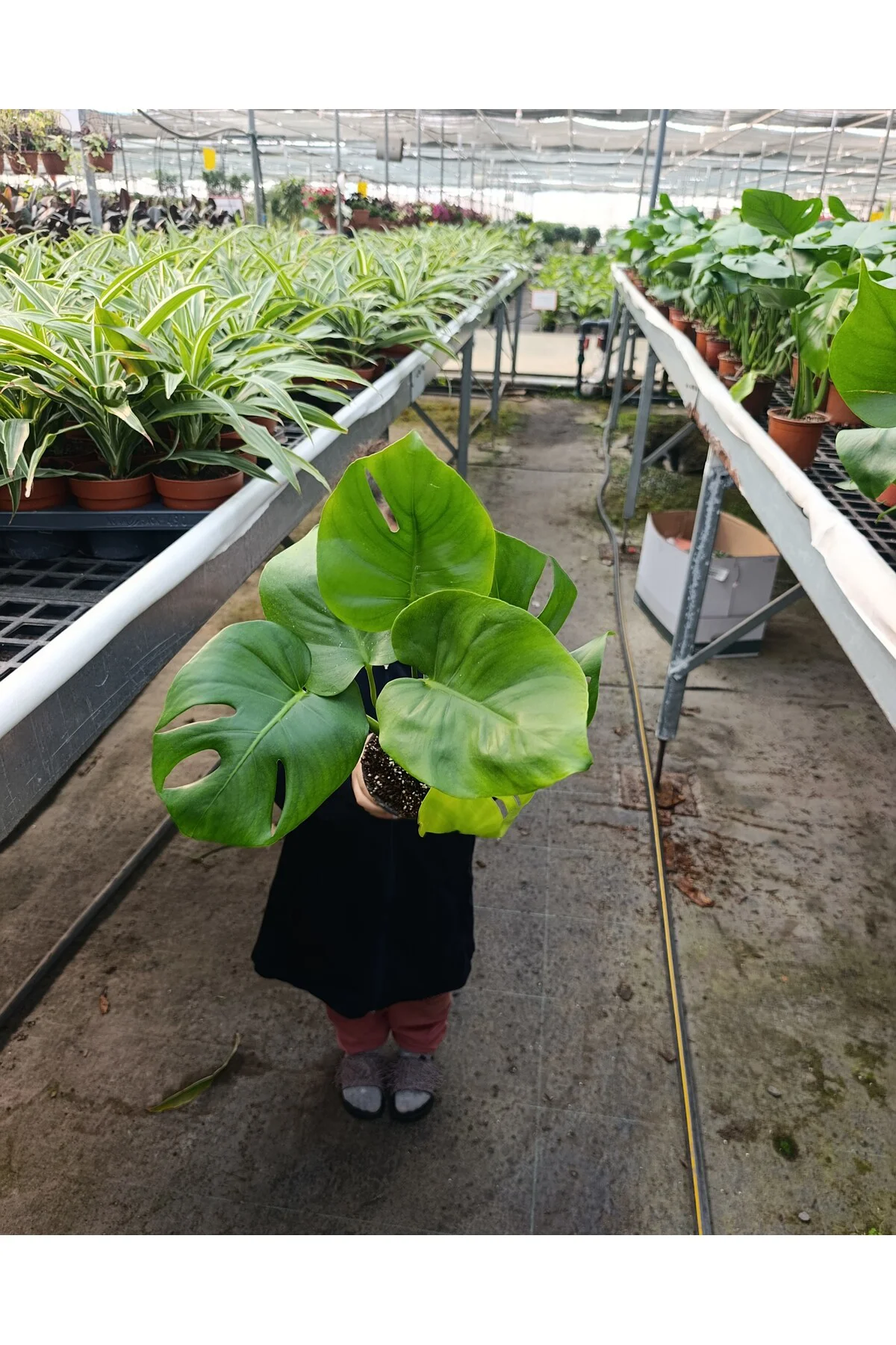 Dev Yapraklı Formlu İkili Deve Tabanı - Monstera Deliciosa Canlı 
