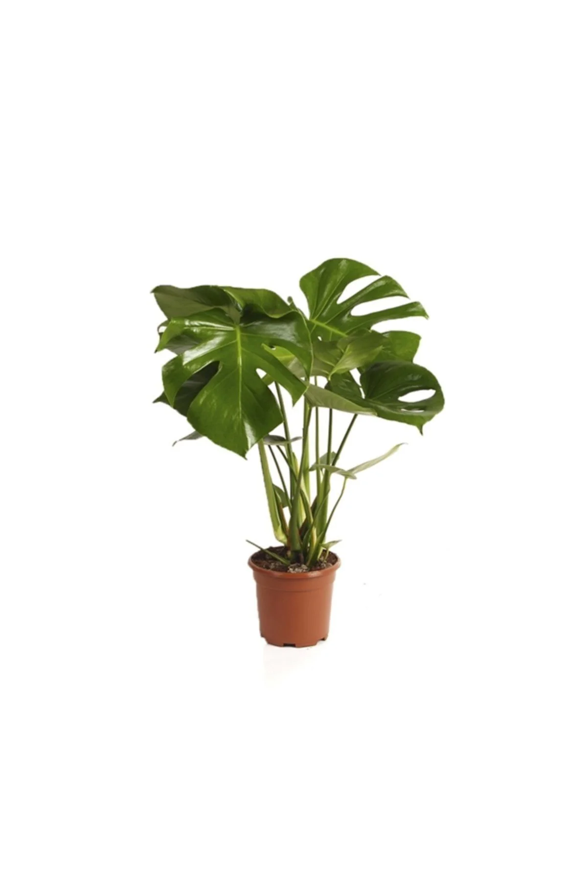 Deve Tabanı Bitkisi 90 110 Cm Monstera Deliciosa Bitkisi Ev Bitki