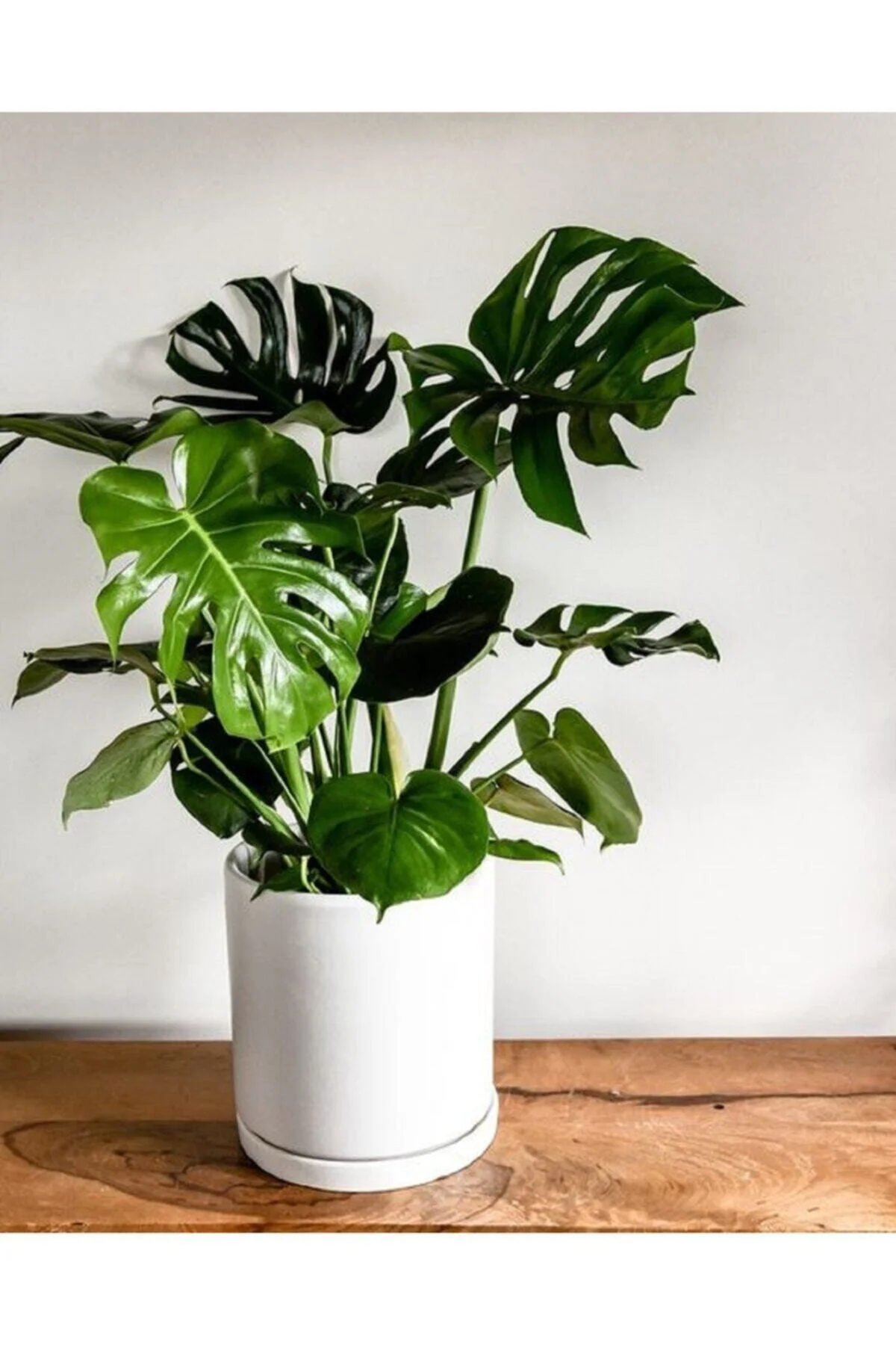 Deve Tabanı Bitkisi 90 110 Cm Monstera Deliciosa Ev Bitkisi Ofis 