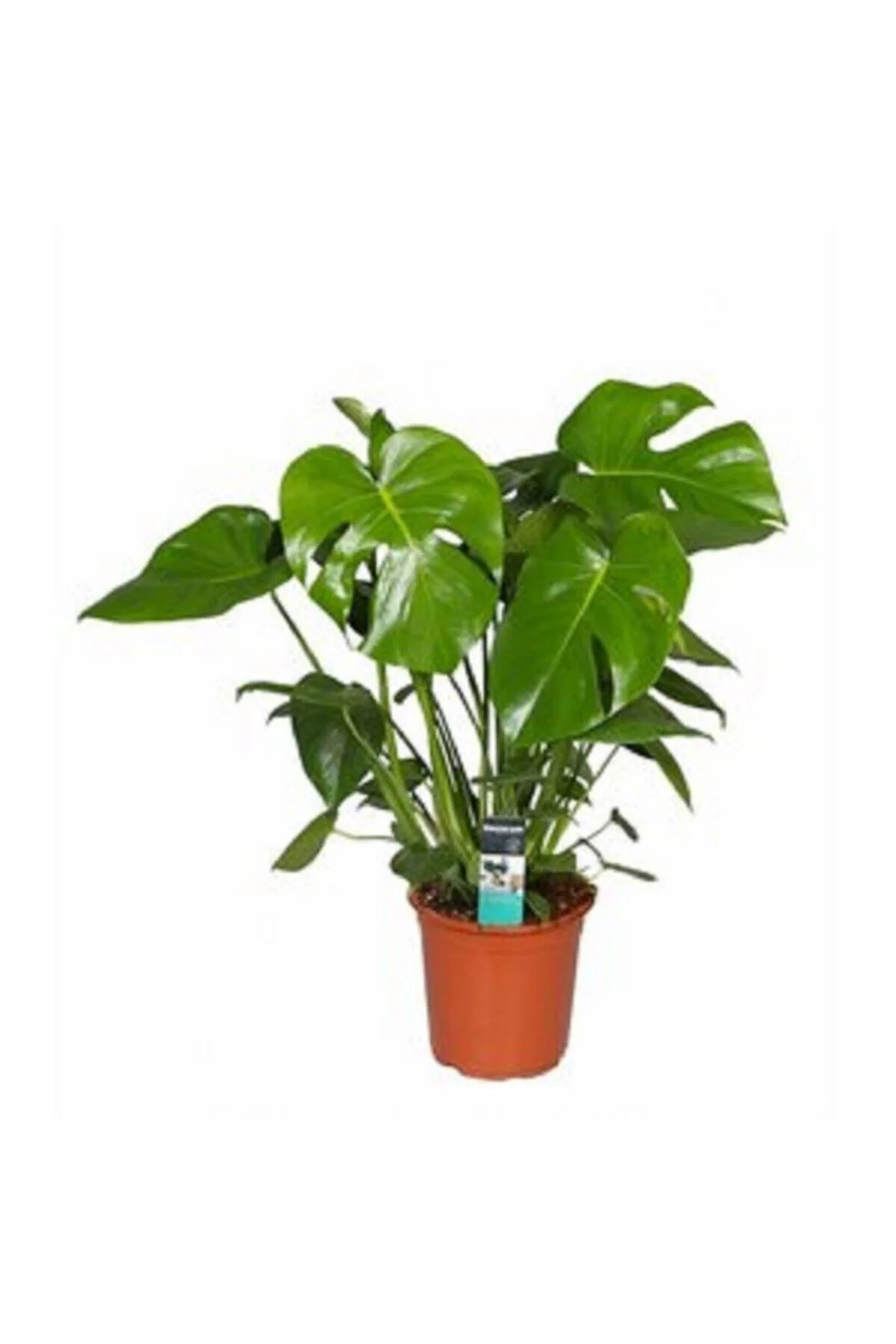 Deve Tabanı Bitkisi 90 110 Cm Monstera Deliciosa Ev Bitkisi Ofis 