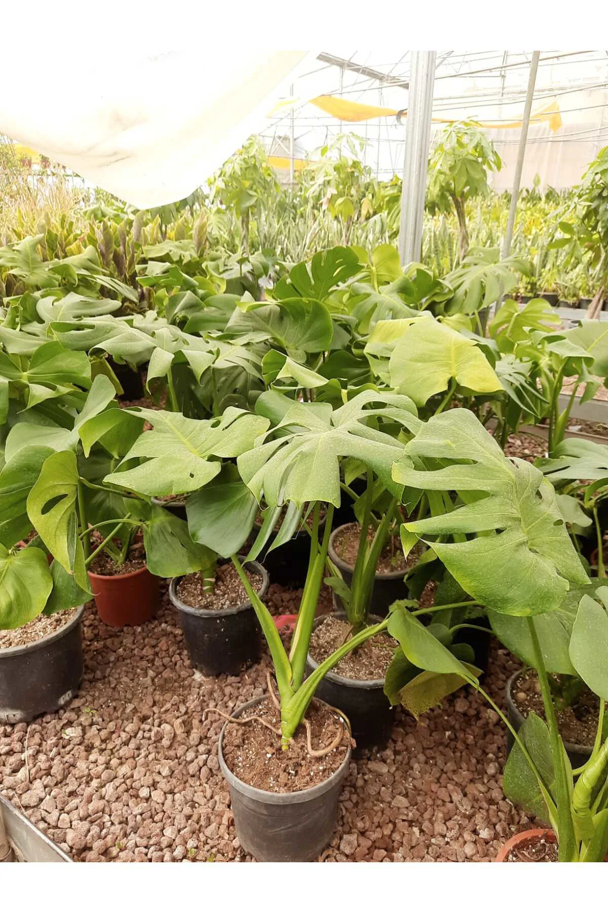 Deve Tabanı – Canlı Saksılı Geniş Yapraklı Salon Bitkisi 3 Adet (Monstera / Dekoratif) Fiyatı, Yorumları ve Özellikleri
