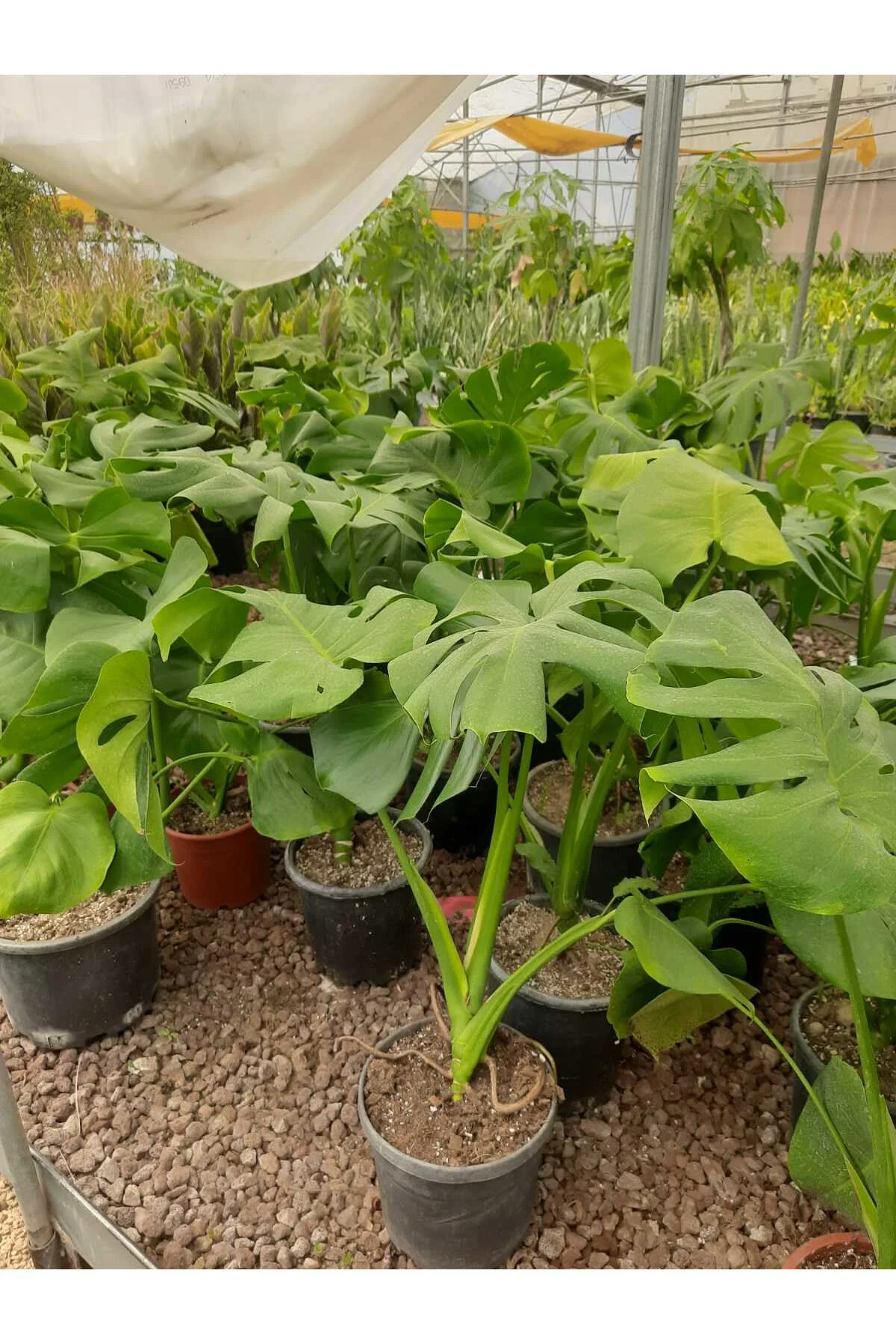 Deve Tabanı – Canlı Saksılı Geniş Yapraklı Salon Bitkisi 3 Adet (Monstera / Dekoratif) Fiyatı, Yorumları ve Özellikleri