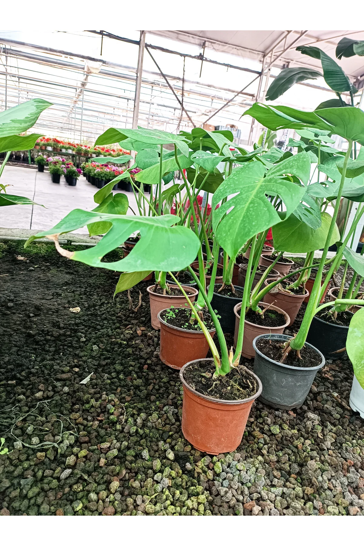 Deve tabanı ( MONSTERA ) 60 70 Cm