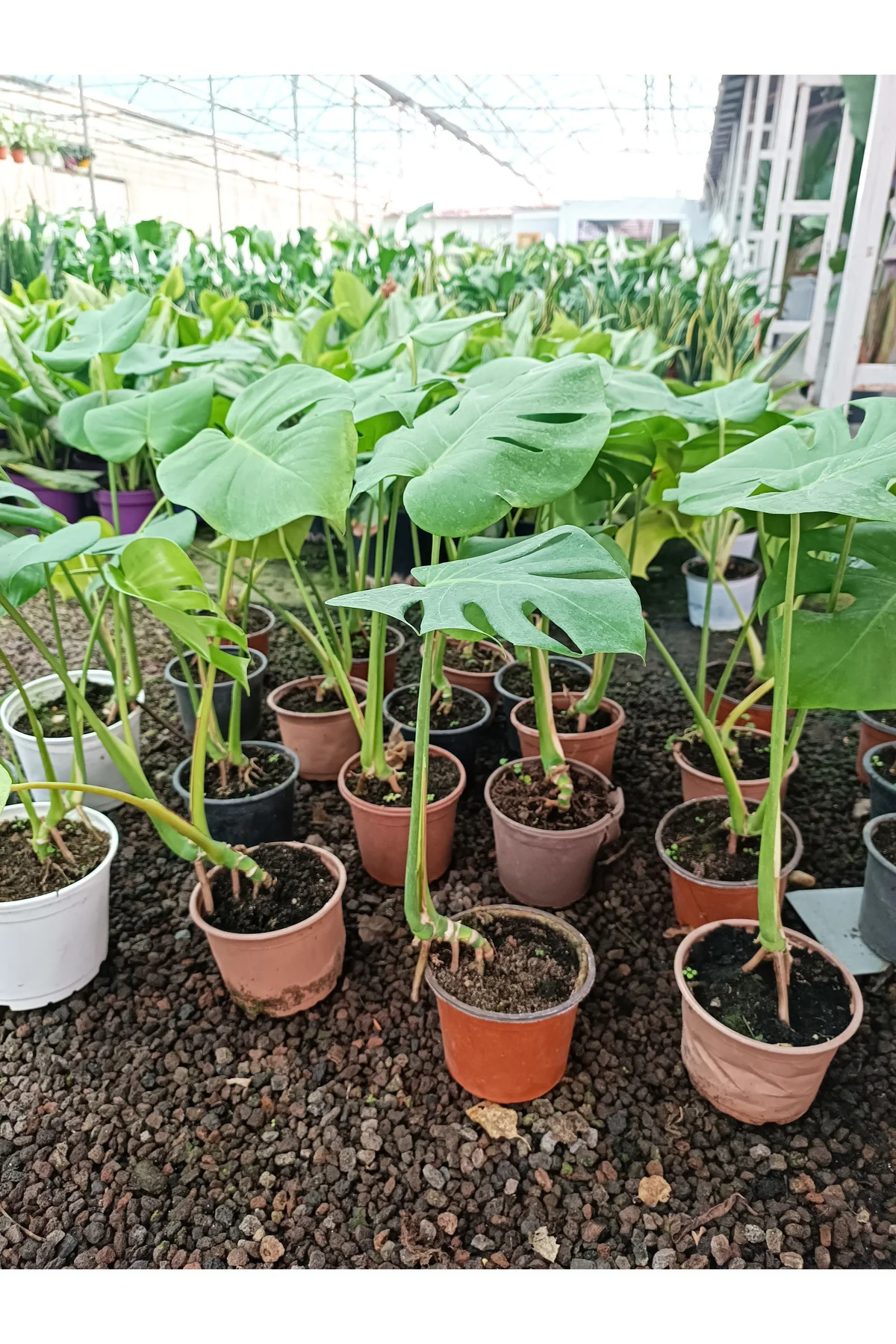 Deve tabanı ( MONSTERA ) 60 70 Cm