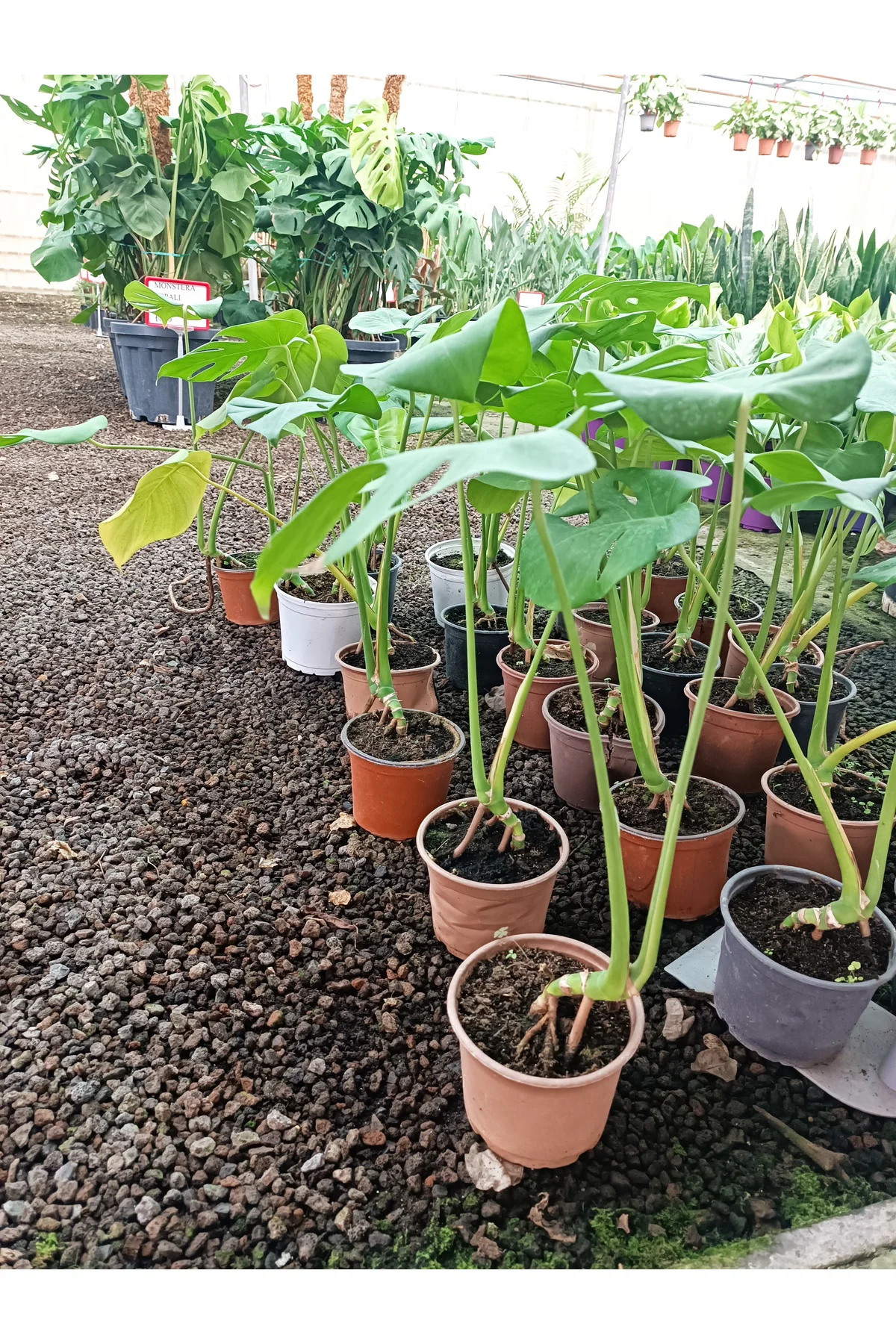 Deve tabanı ( MONSTERA ) 60 70 Cm