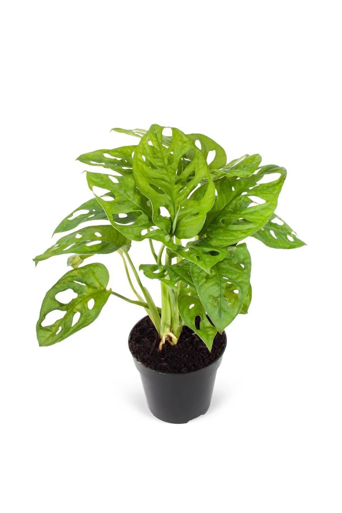Deve Tabanı - Monstera Adansonii Fiyatı, Yorumları ve Özellikleri