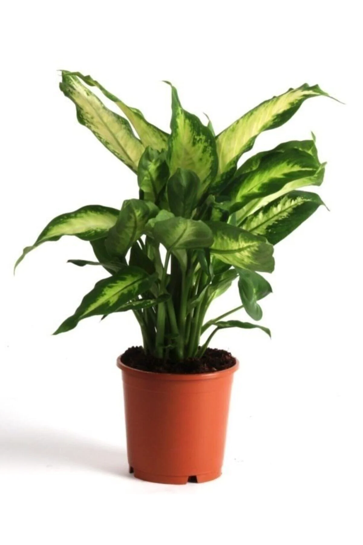Dieffenbachia Camilla - Difenbahya Bitkisi + 40 Cm Dieffenbachia Camilla - Difenbahya Bitkisi + 40 Cm