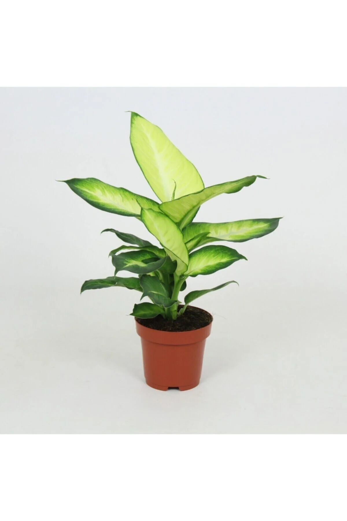 Dieffenbachia Camilla - Difenbahya Bitkisi + 40 Cm Dieffenbachia Camilla - Difenbahya Bitkisi + 40 Cm - Görsel 3