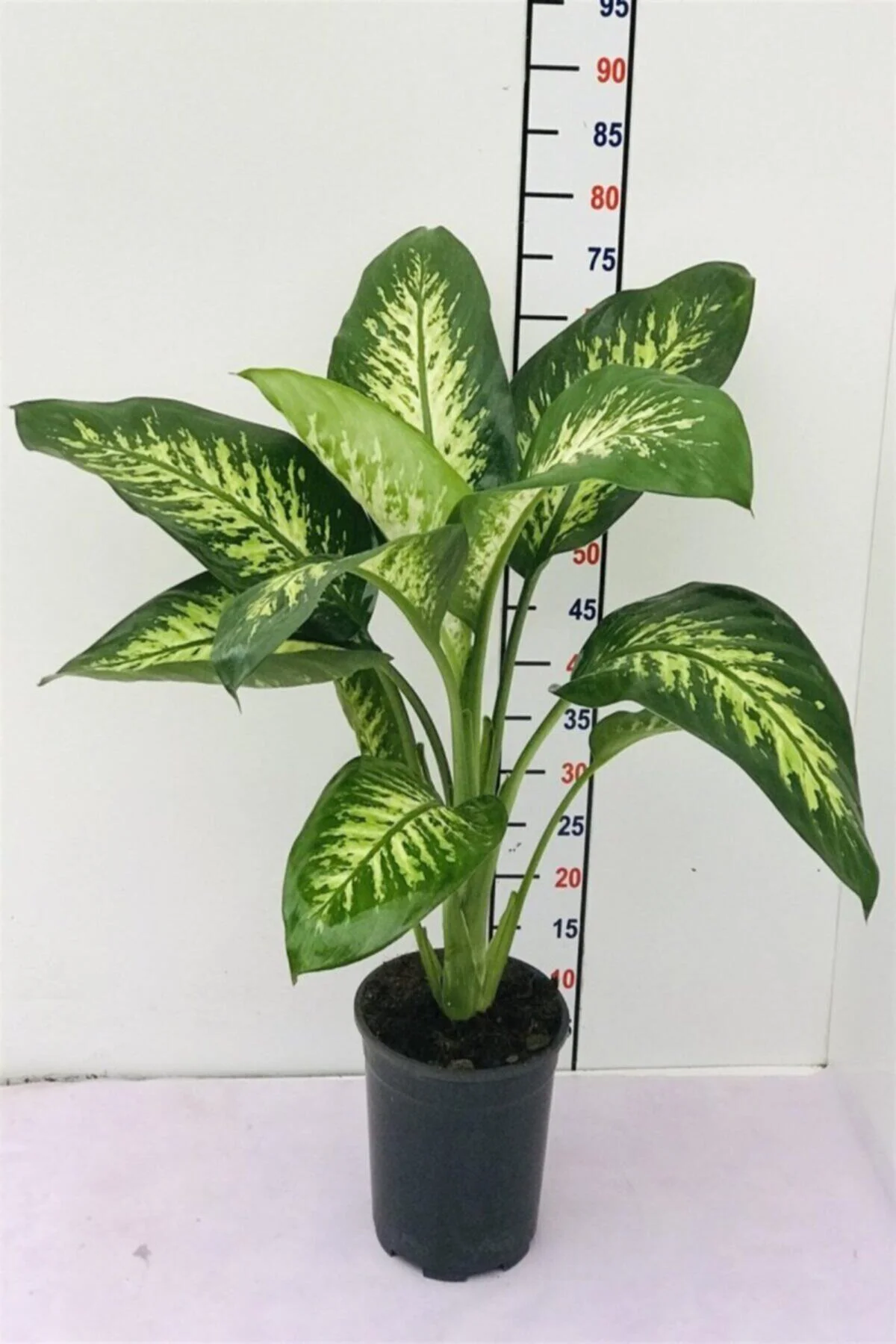 Dieffenbachia Camilla Bitkisi 60-80 Cm 1.kalite - Görsel 2