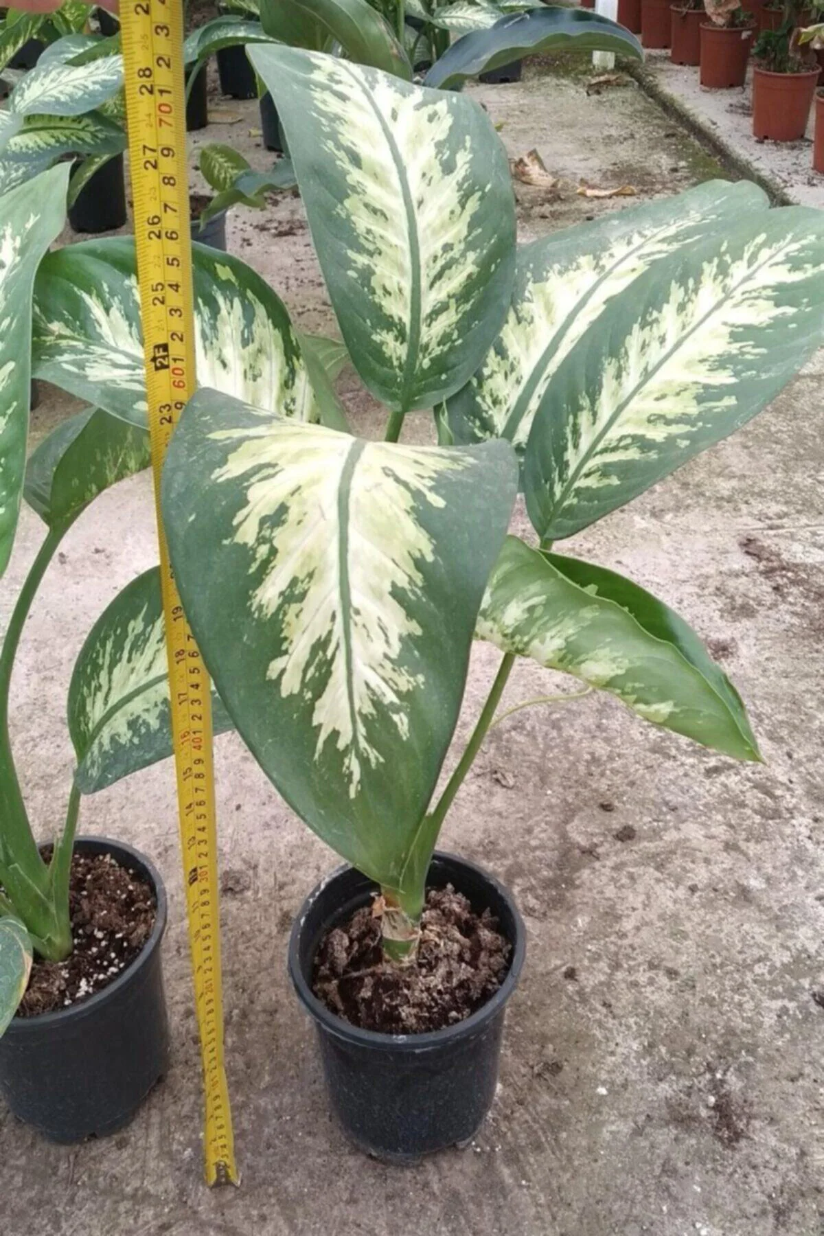 Dieffenbachia Camilla Bitkisi 60-80 Cm 1.kalite - Görsel 3