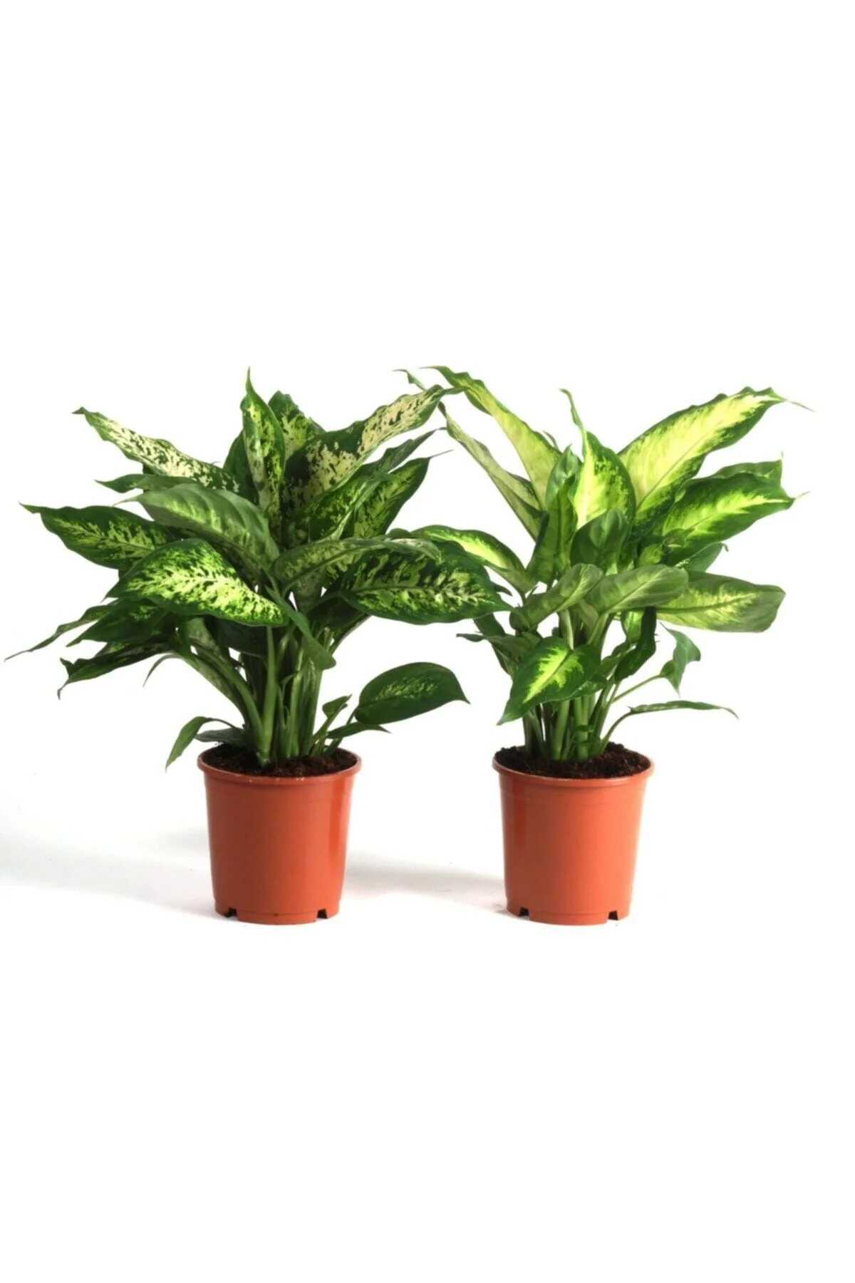Dieffenbachia Camilla - Difenbahya Bitkisi + 40 Cm Dieffenbachia Camilla - Difenbahya Bitkisi + 40 Cm - Görsel 2