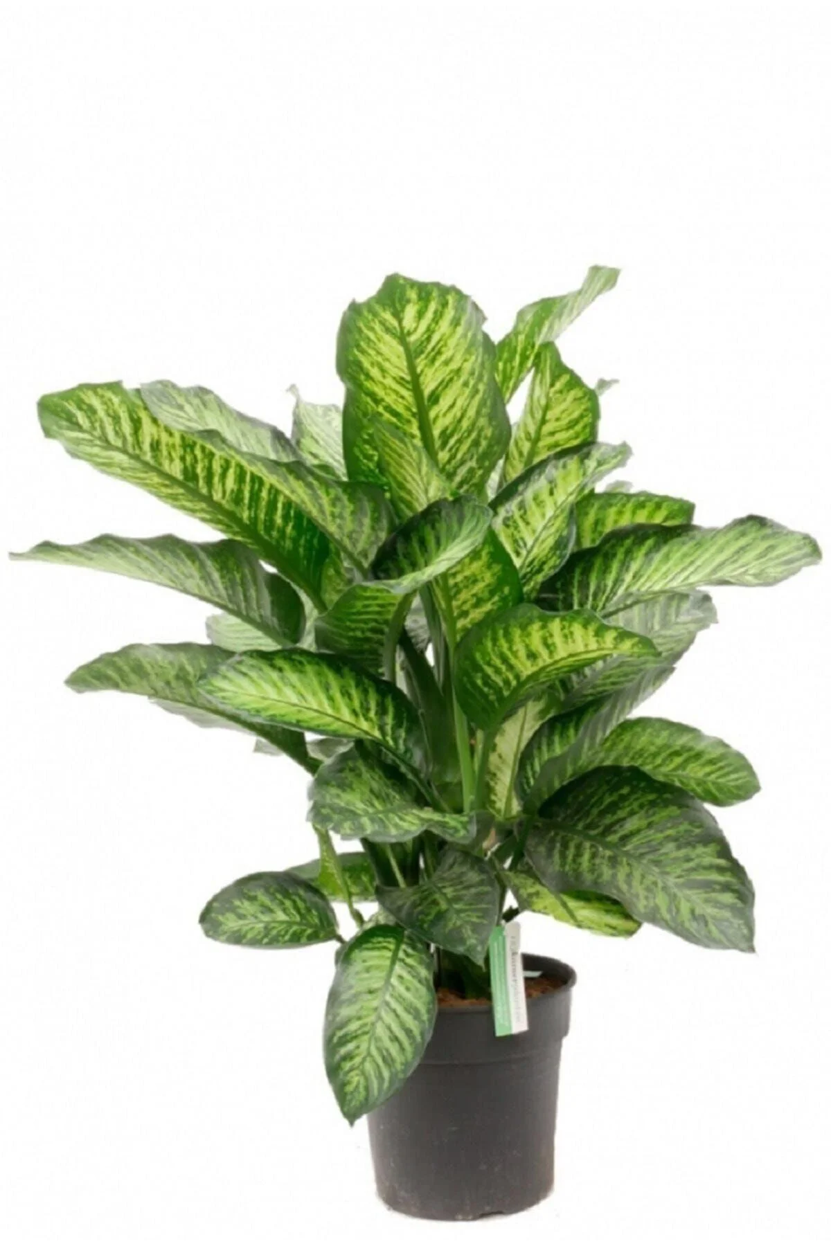 Difenbahya Tropic Snow Bitkisi 100 120 Cm Dieffenbachia Bitkisi Ev Bitkisi Ofis Bitkisi