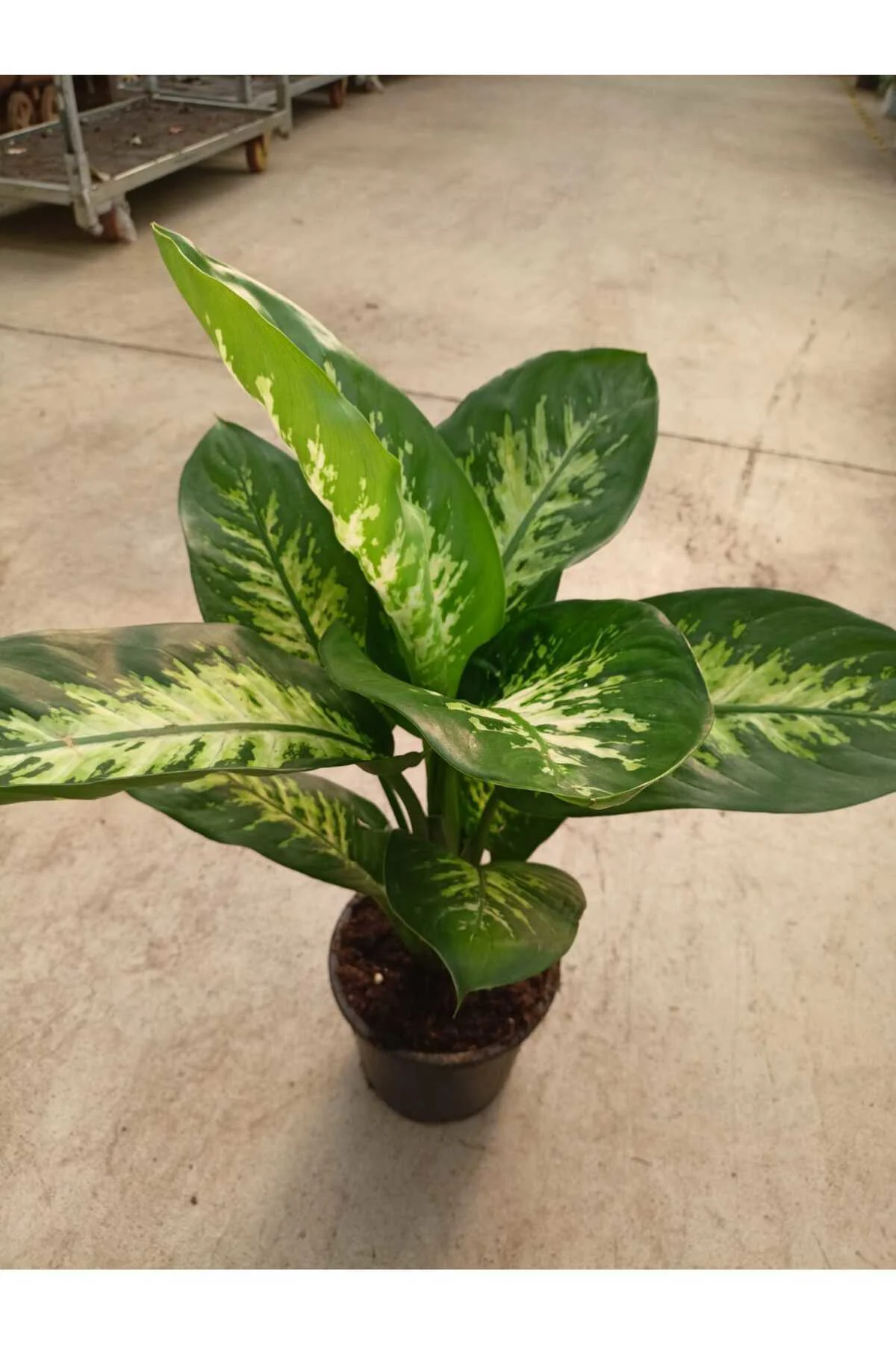 Difenbahya (tropik) - Ağlayan Çiçek 60 -80 cm Salon,Ev,Ofis Bİtki