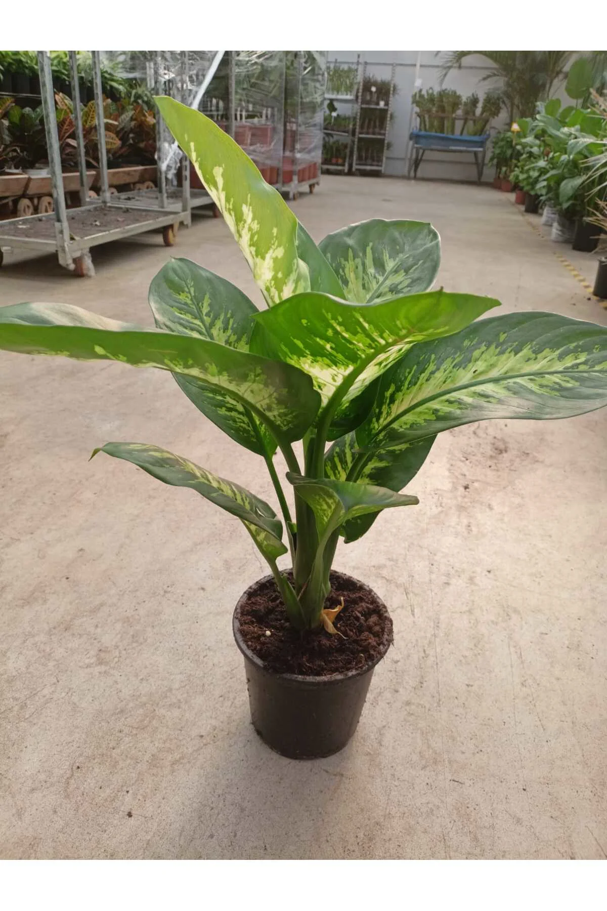 Difenbahya (tropik) - Ağlayan Çiçek 60 -80 cm Salon,Ev,Ofis Bİtki
