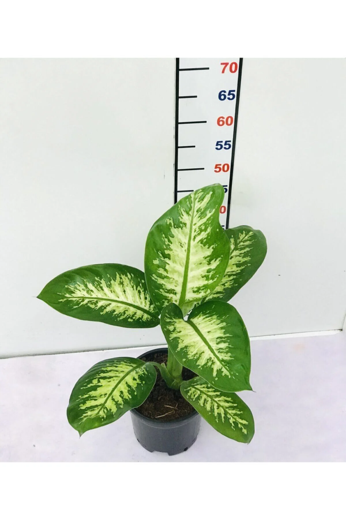 Difenbahya Tropik Snow Q17