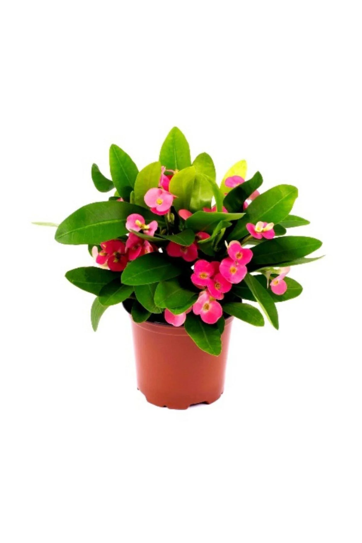Dikenler Tacı Euphorbia Millii Saksı Çapı 12 Cm Ev Bitkisi Ofis Bitkisi Salon Bitkisi Dikenler Tacı Dikenler Tacı Euphorbia Millii Saksı Çapı 12 Cm Ev Bitkisi Ofis Bitkisi Salon Bitkisi Dikenler Tacı