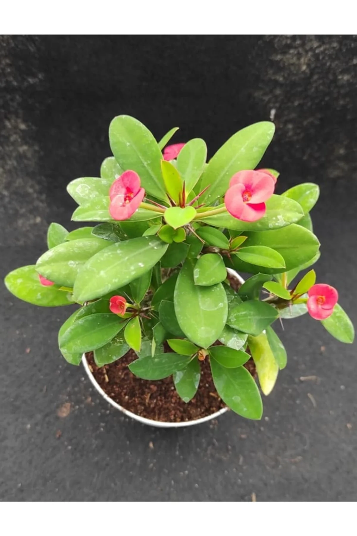 Dikenler Tacı Kaktüs, 8.5 cm Saksı Dikenler Tacı Kaktüs, 8.5 cm Saksı