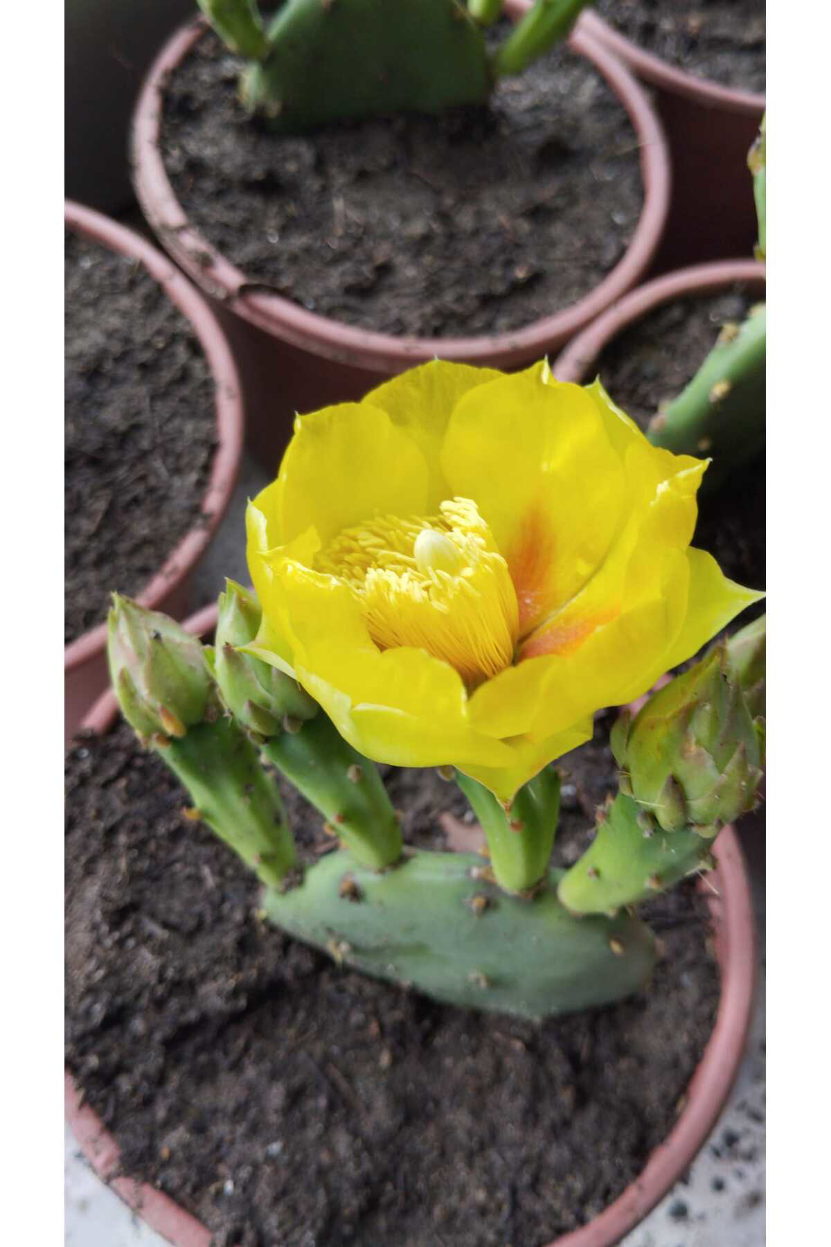 Erva Peysaj Dikenli İncir Fidanı Tek Lob(Frenk İnciri) 5 Adet