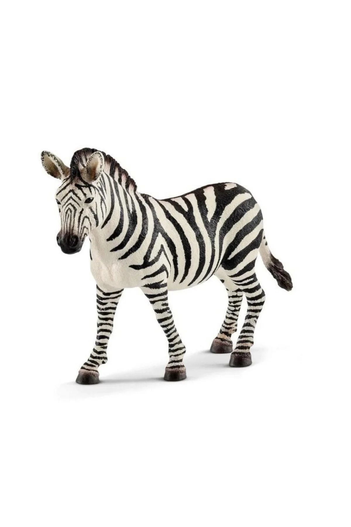 Dişi Zebra