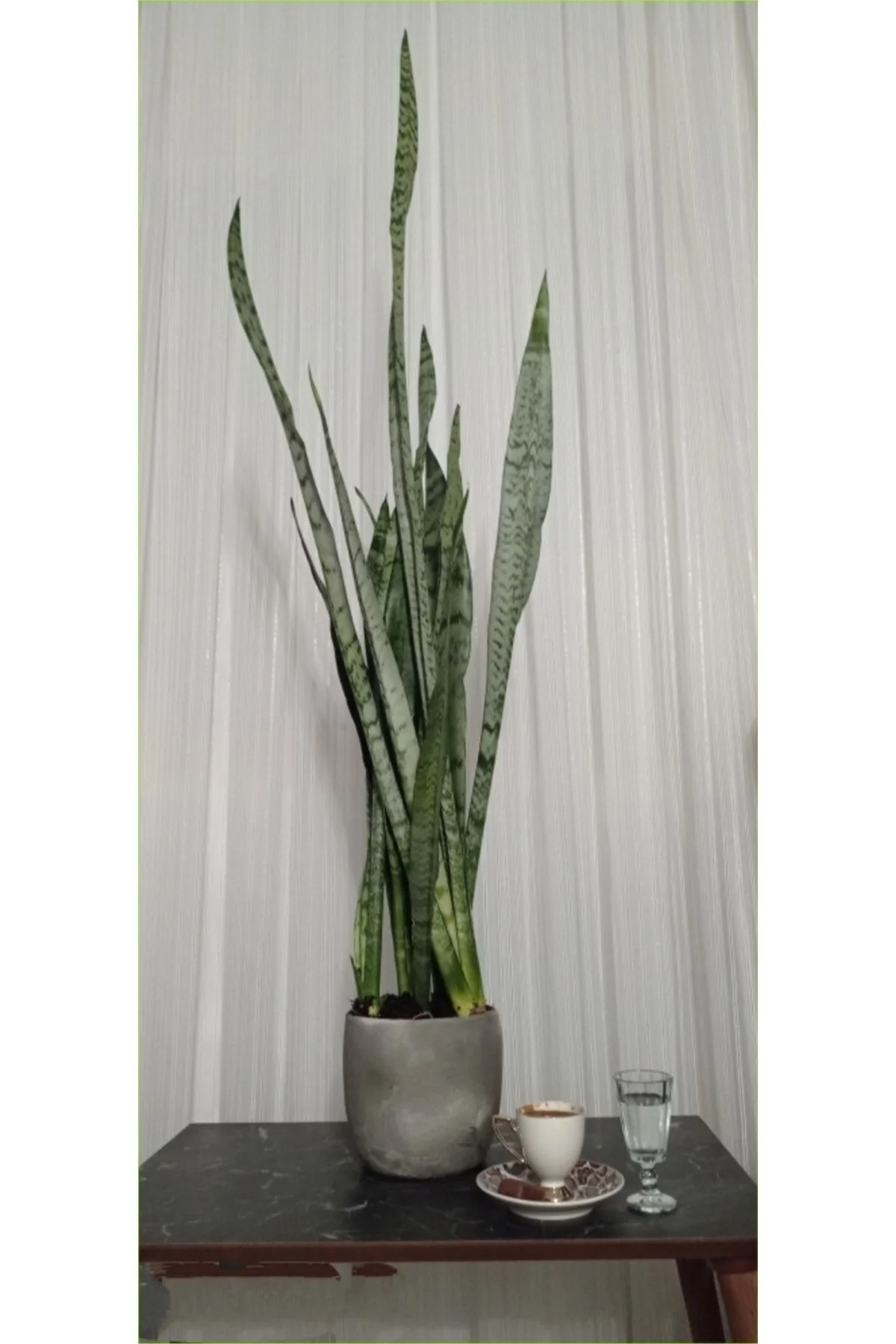 Doğal Dekoratif Saksıda Paşa Kılıcı 80-100 Cm