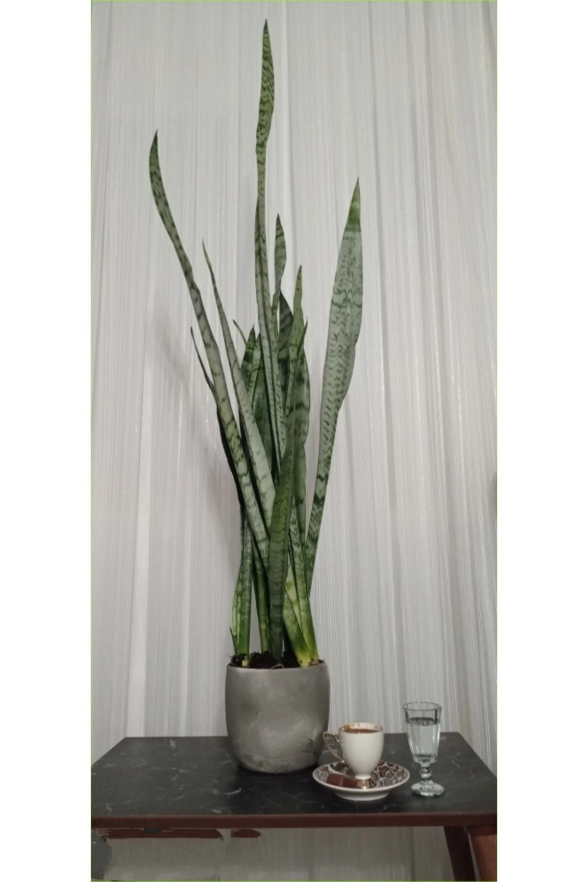 Doğal Dekoratif Saksıda Paşa Kılıcı 80-100 Cm