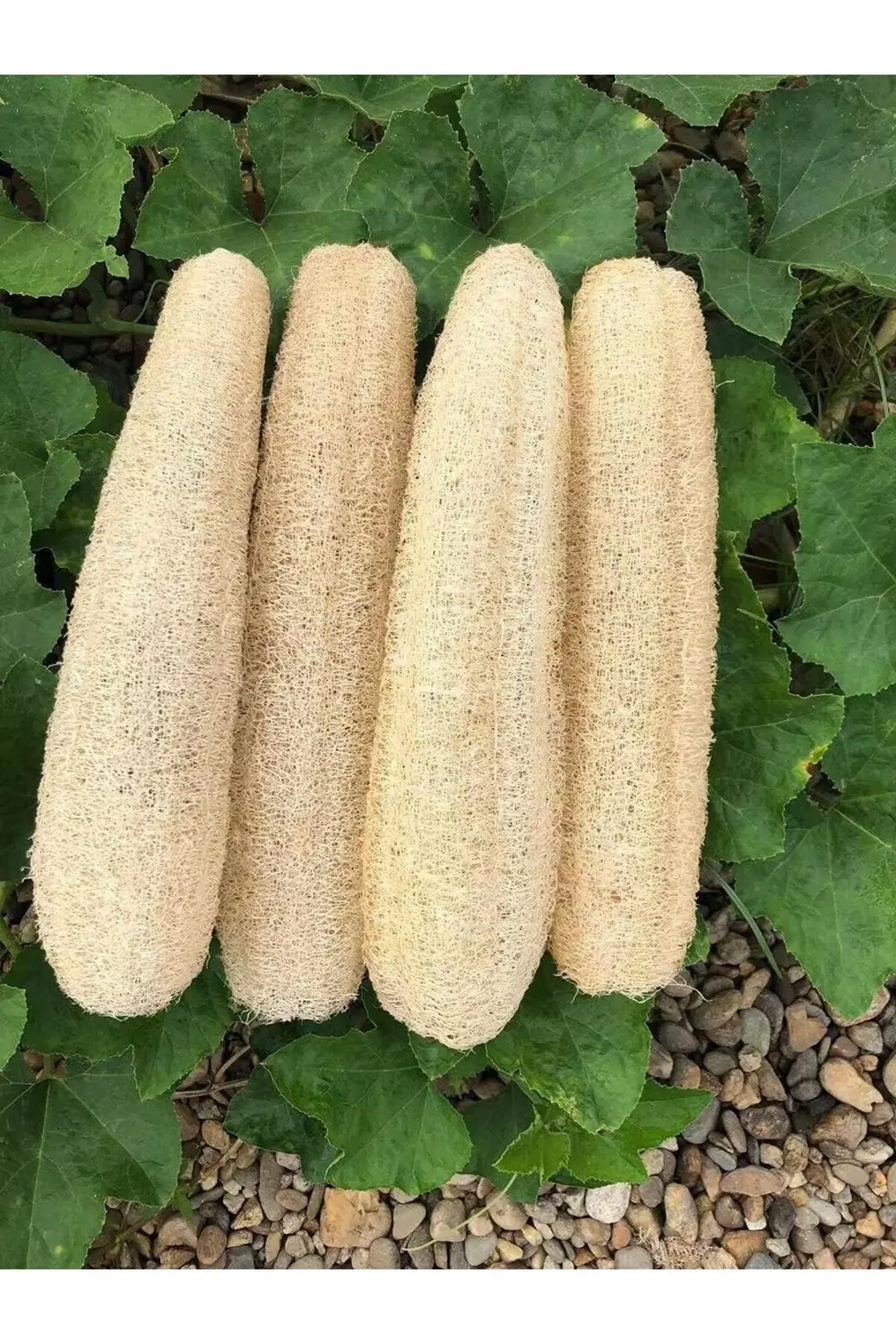 Doğal Jumbo Kabak Lifi Kesesi 55-70 Cm Arasıdır