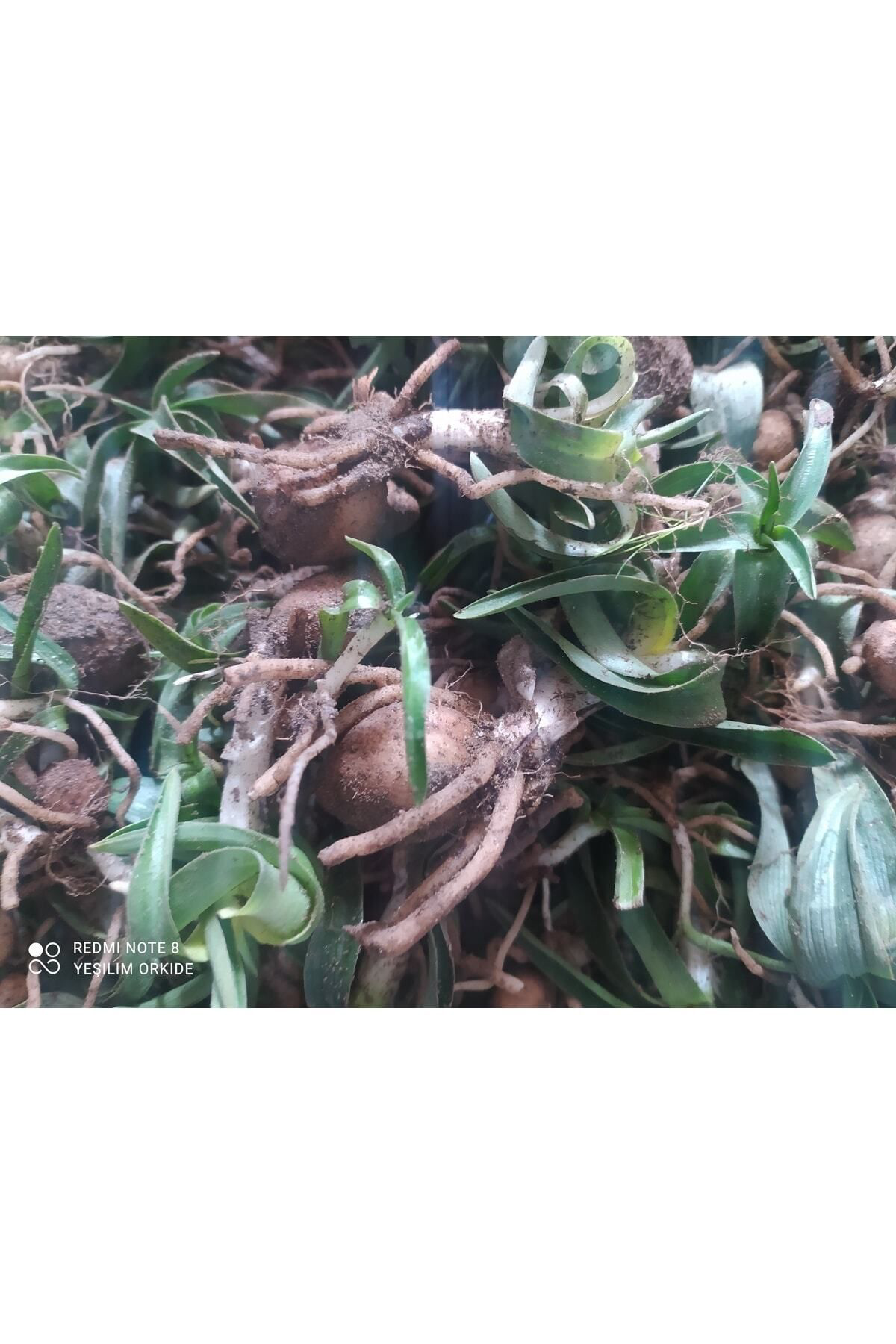 Hınzır Doğal Saglep Yumrusu (25 Adet) Bu Ürün Yumru Olarak Gönderim Yapı