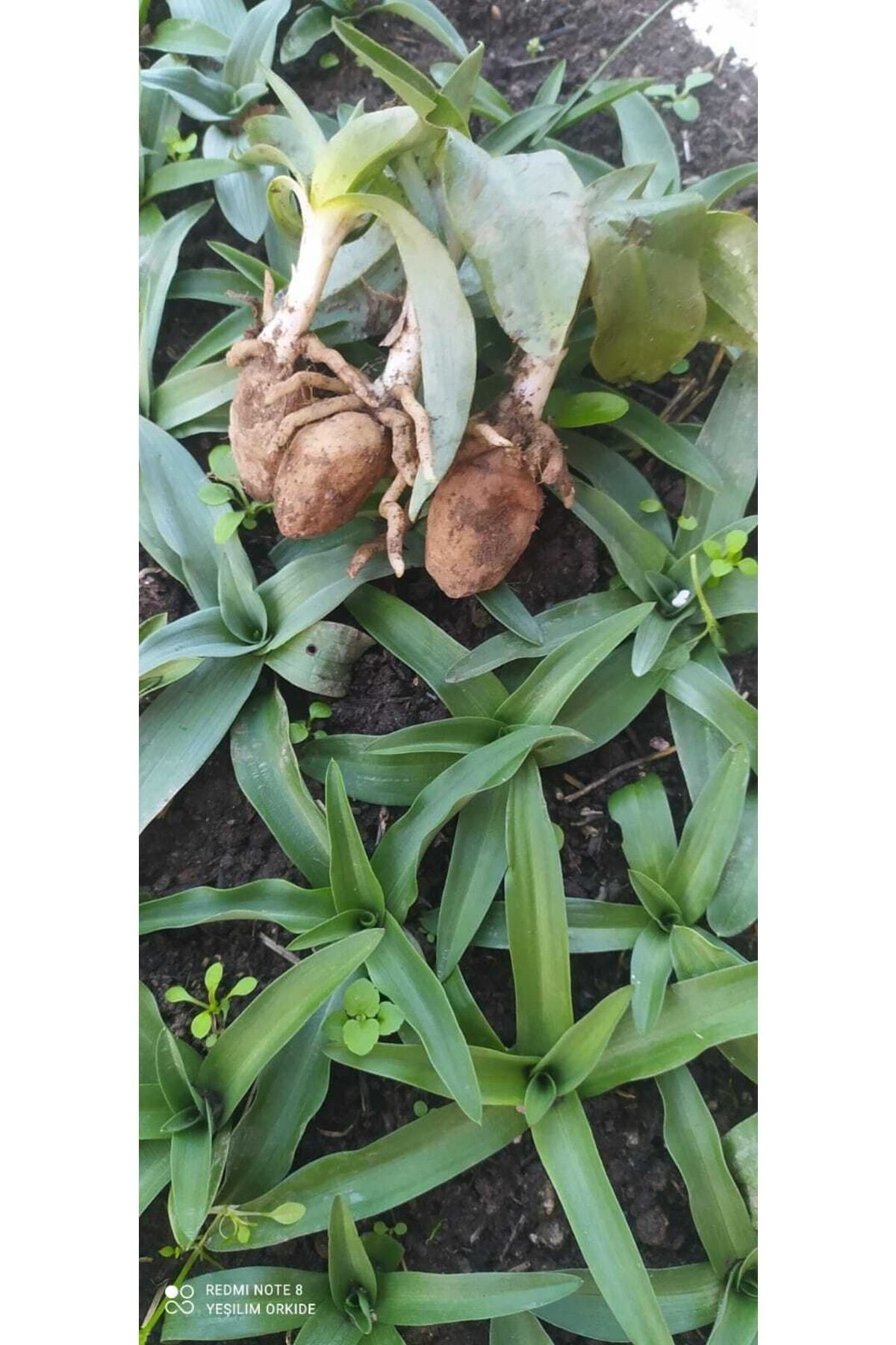 Hınzır Doğal Saglep Yumrusu (25 Adet) Bu Ürün Yumru Olarak Gönderim Yapı