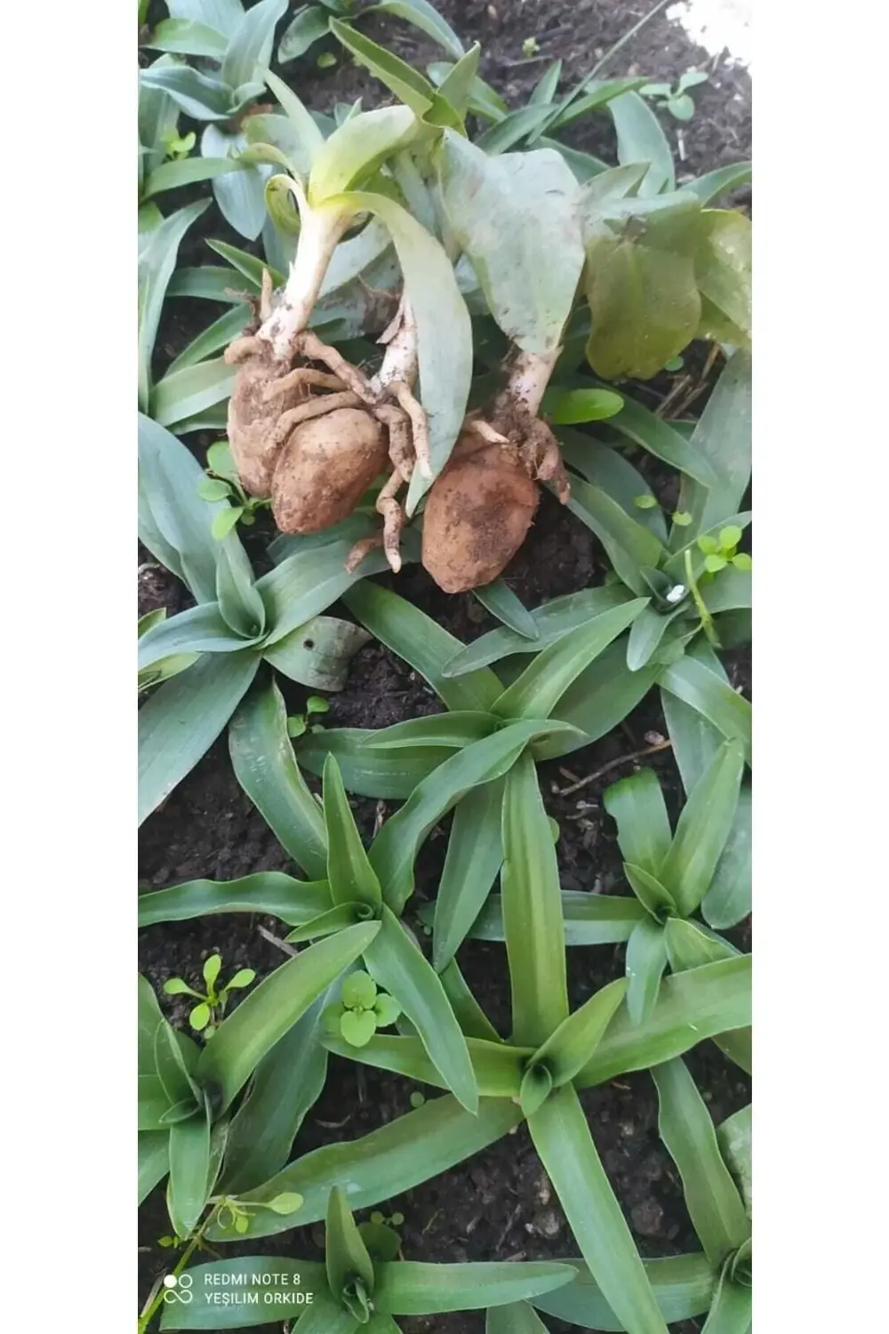 Doğal Saglep Yumrusu (25 ADET) Bu Ürün Yumru Olarak Gönderim Yapı